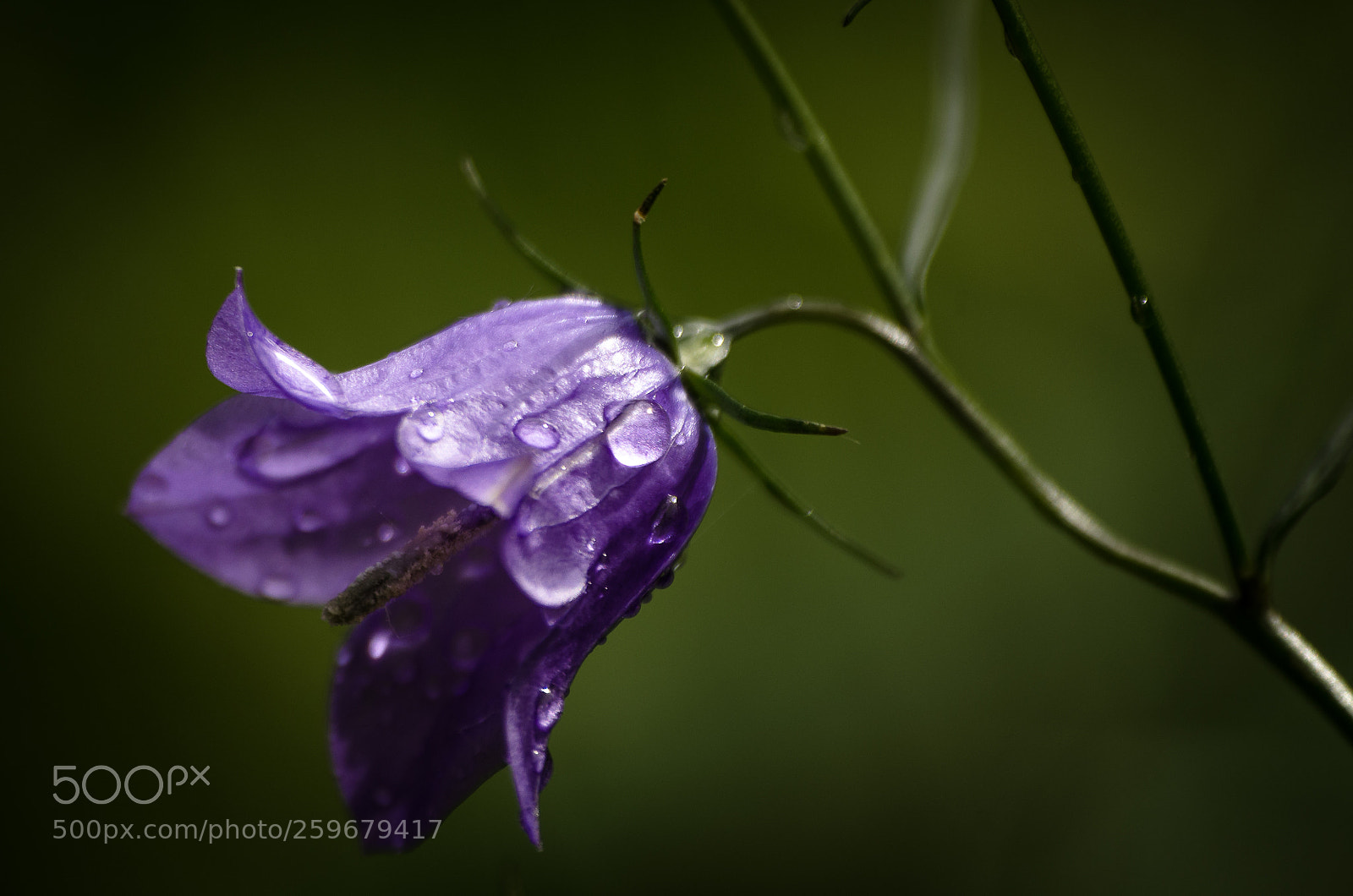 Nikon D7000 sample photo. Rain drops photography