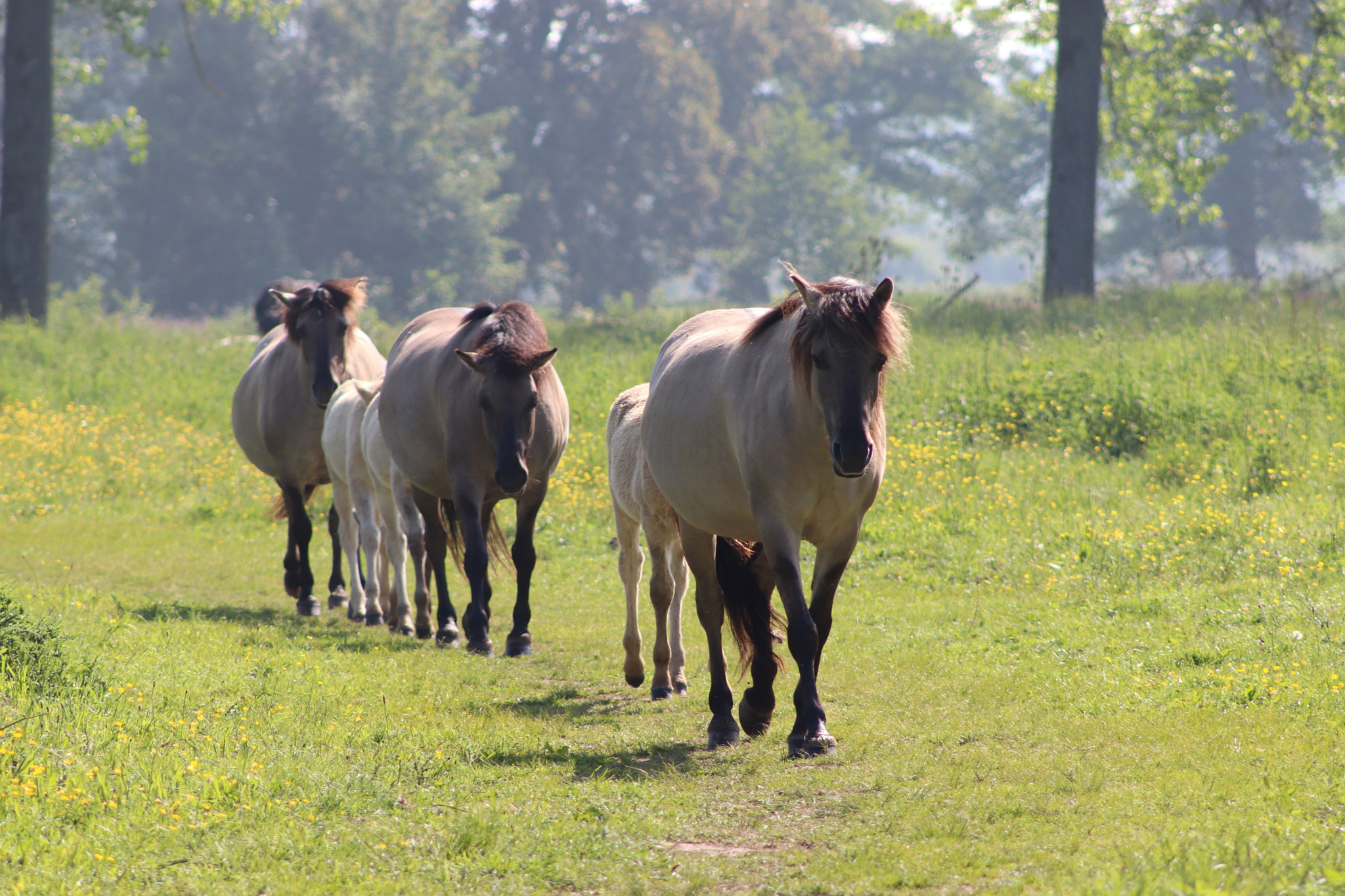 Canon EF 75-300mm f/4-5.6 sample photo. Limburg, may 2018 photography
