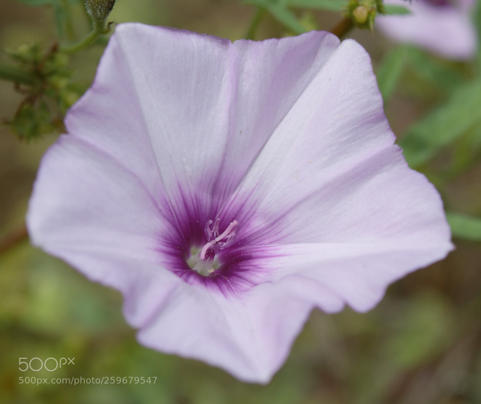 Nikon D3200 sample photo. Ipomoea turbinata photography