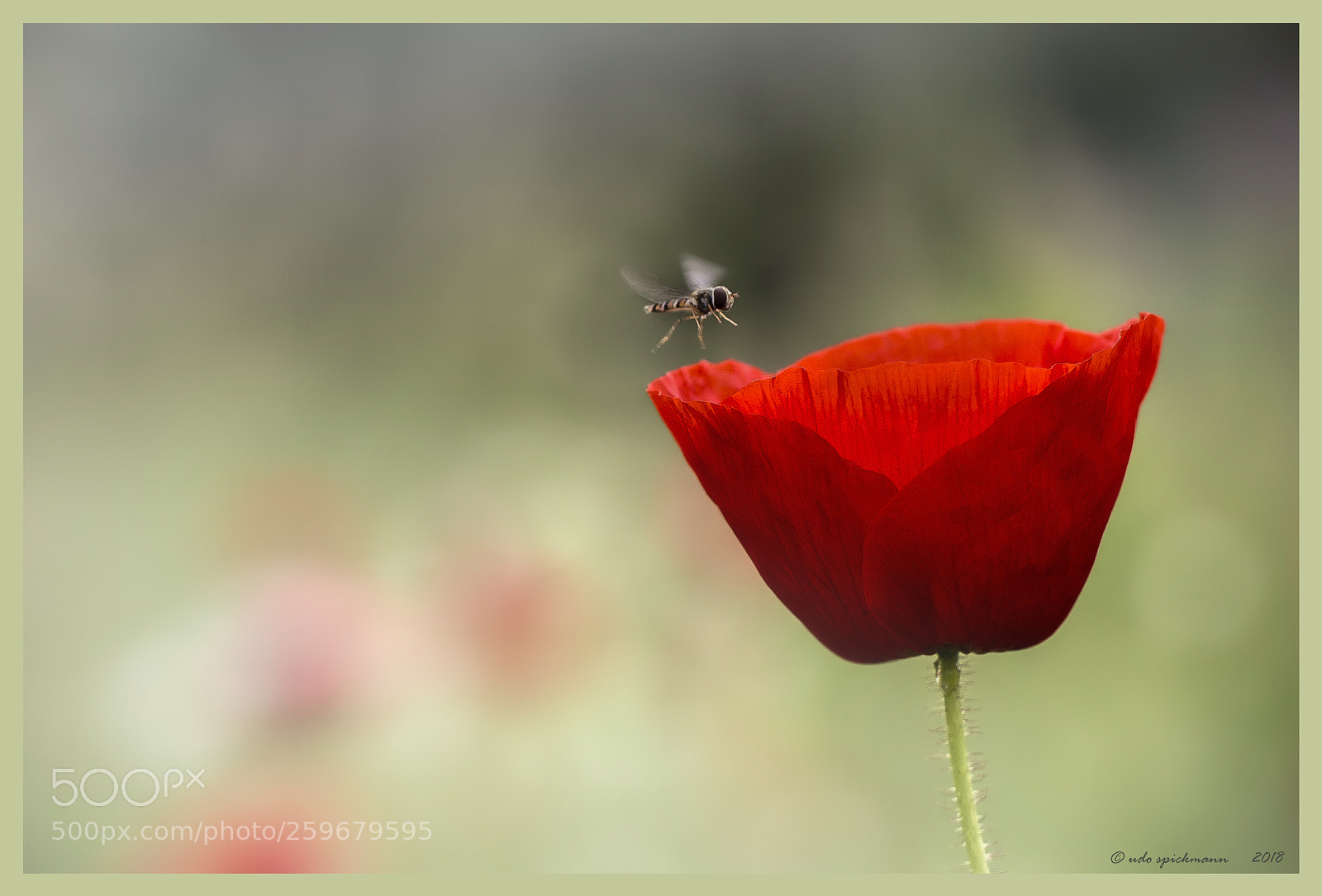 Canon EOS 6D sample photo. Klatschmohn / papaver rhoeas photography
