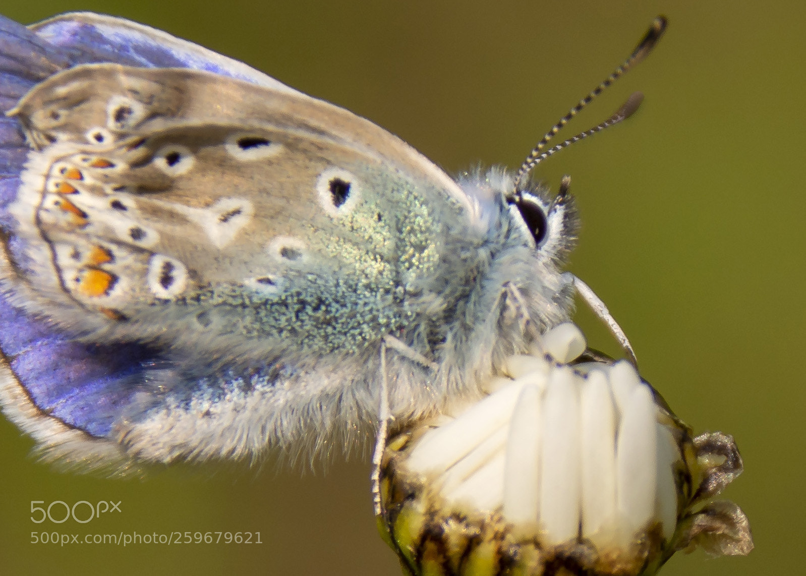 Nikon D7100 sample photo. Common blue photography