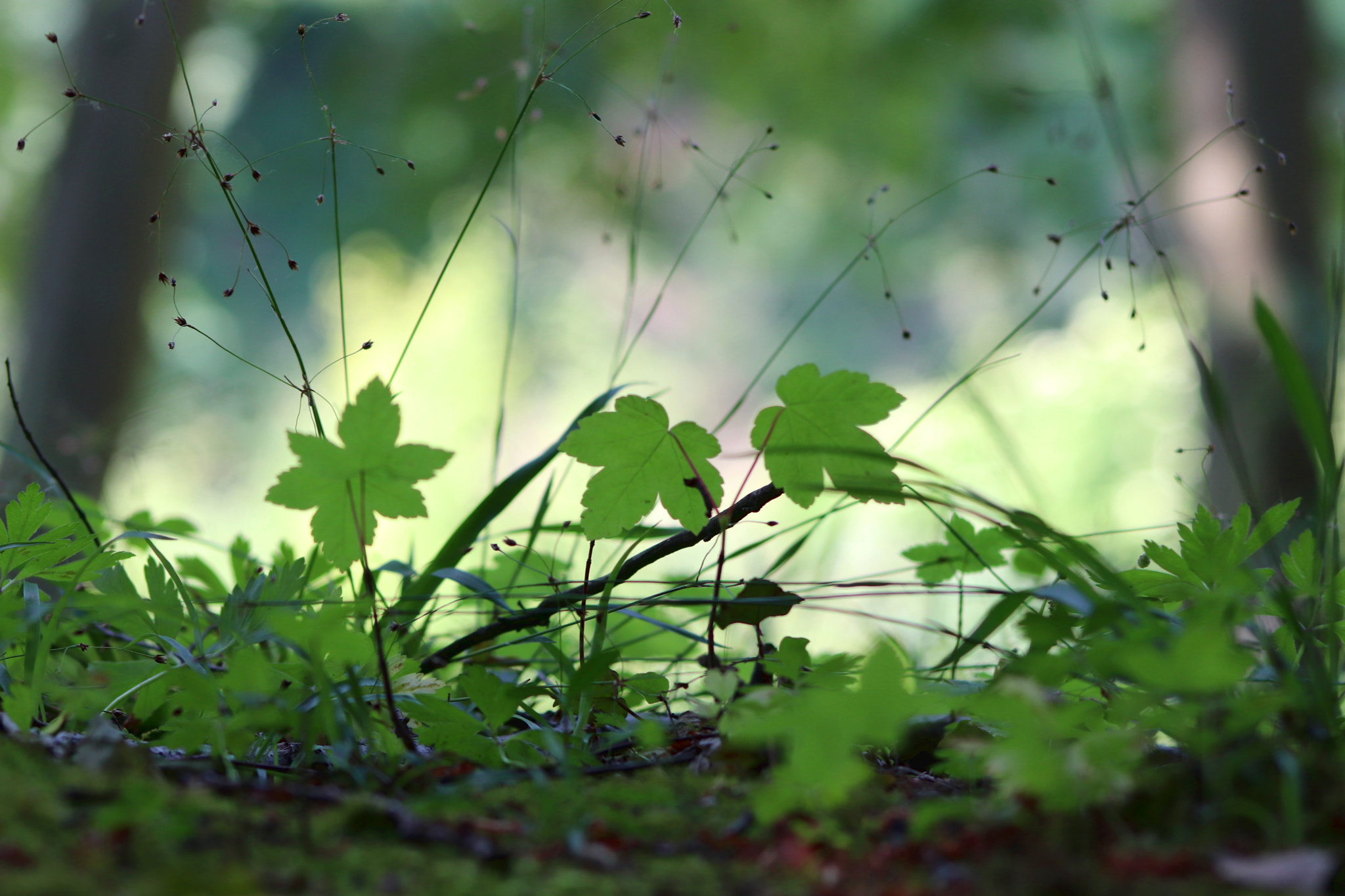 Canon EOS 200D (EOS Rebel SL2 / EOS Kiss X9) + Canon EF 75-300mm f/4-5.6 sample photo. Limburg, may 2018 photography