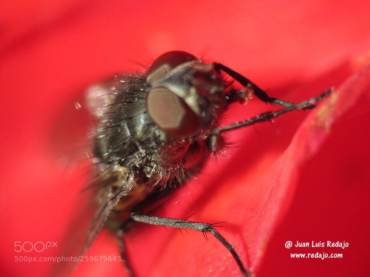 Canon PowerShot SX60 HS sample photo. Insect photography