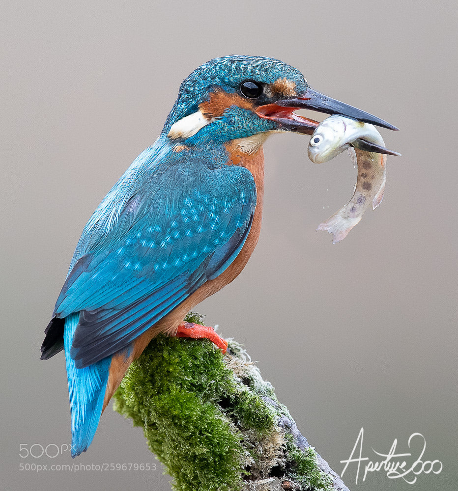 Canon EOS-1D X Mark II sample photo. Kingfisher with fish photography