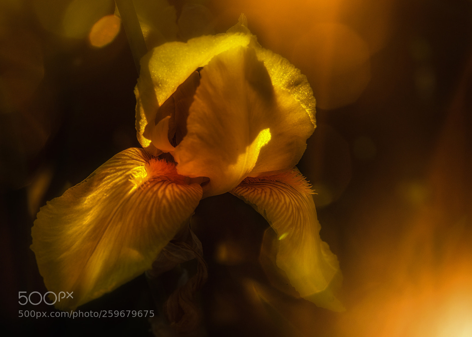 Nikon D4 sample photo. Yellow iris photography