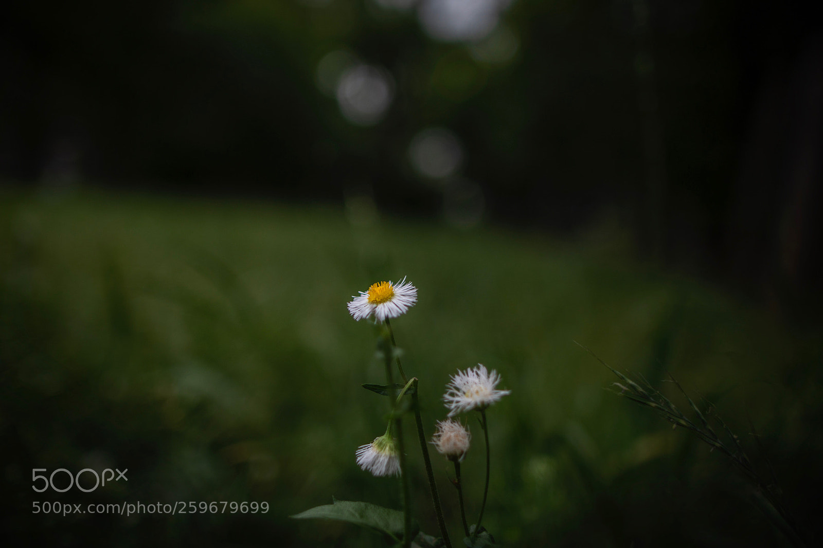 Canon EOS 5D Mark IV sample photo. Philadelphia fleabane photography