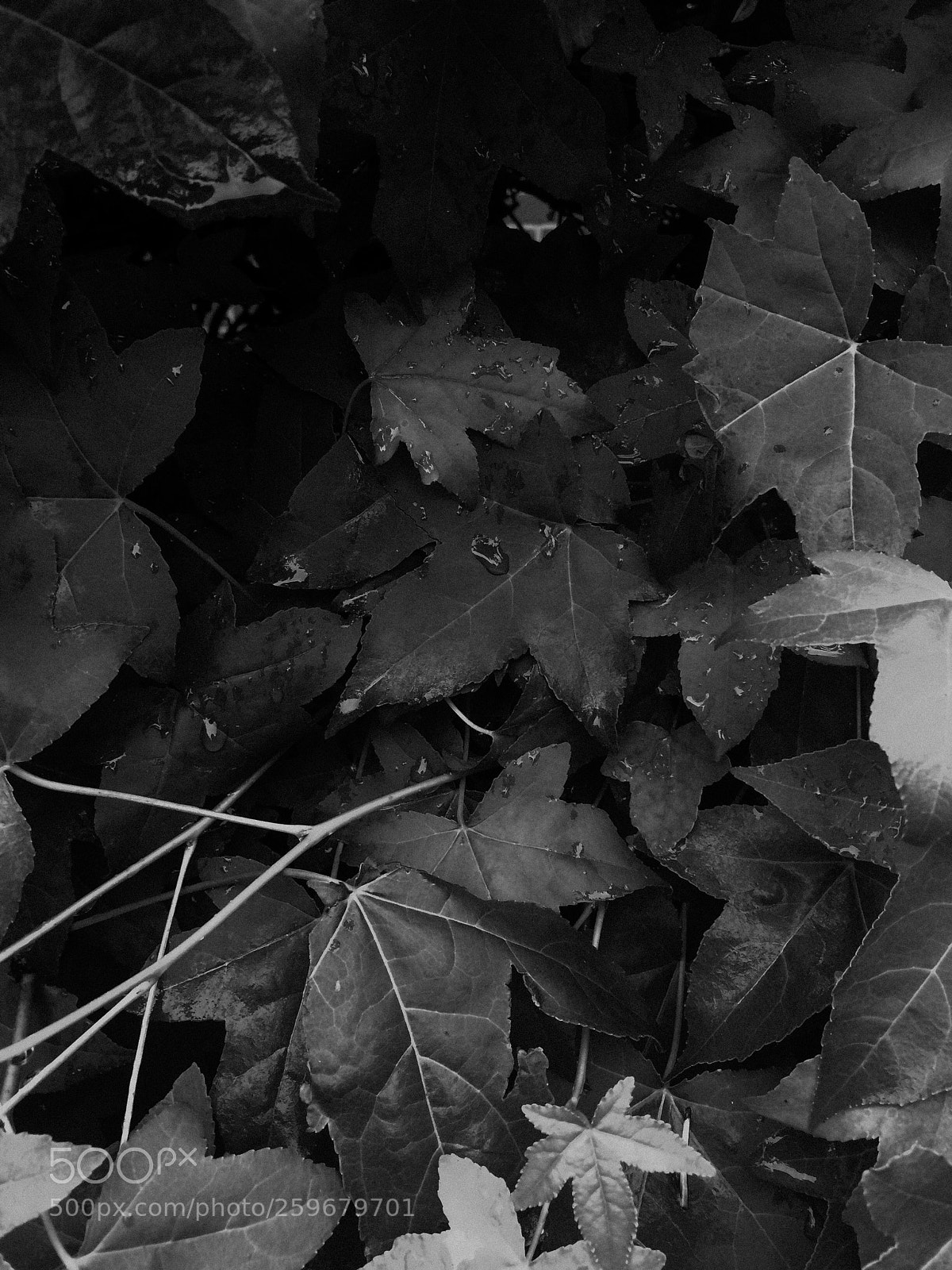 Apple iPhone 5s sample photo. B&w leaves photography