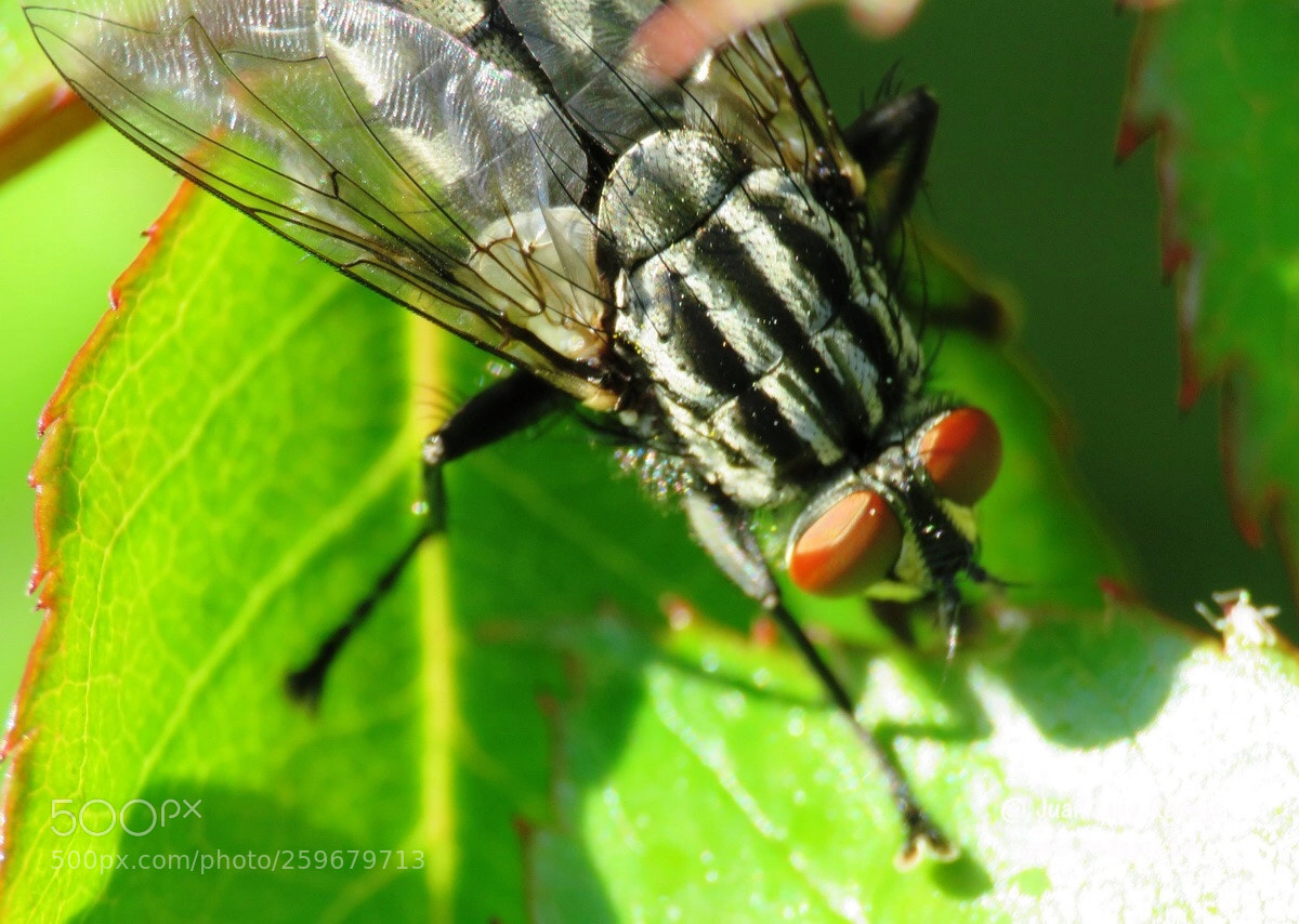 Canon PowerShot SX60 HS sample photo. Insect photography