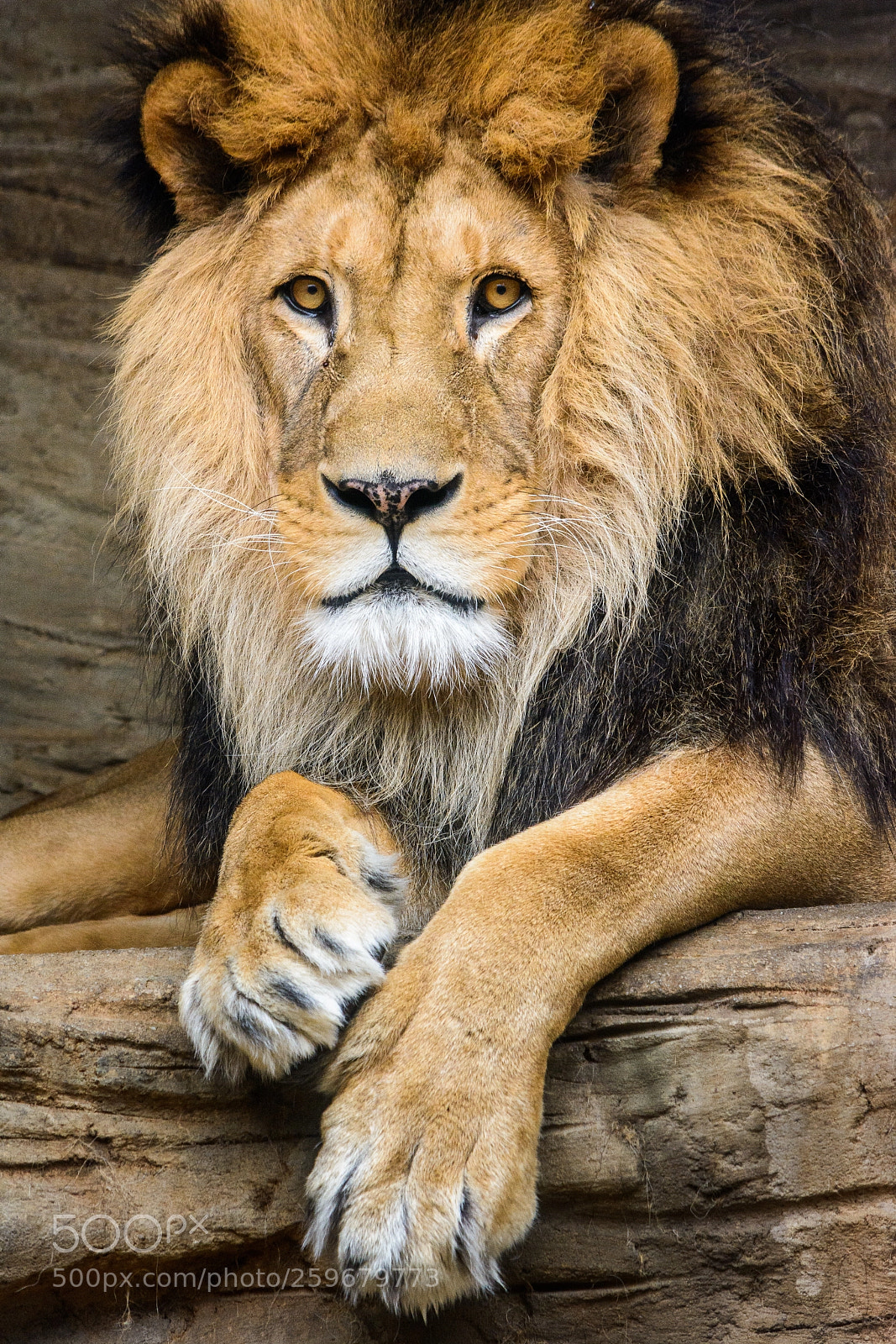 Nikon D7100 sample photo. African king photography