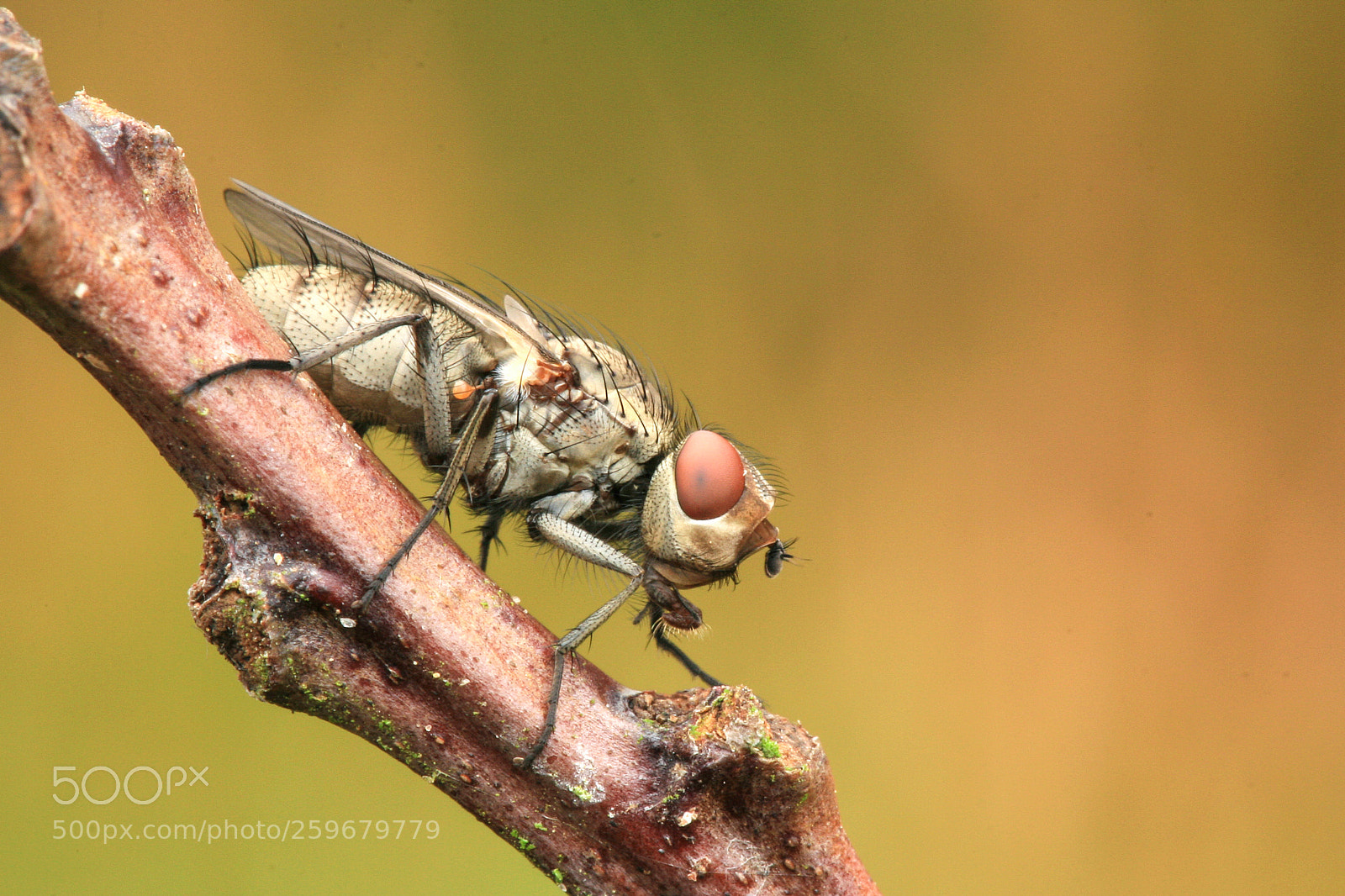 Canon EOS 30D sample photo. Fly photography