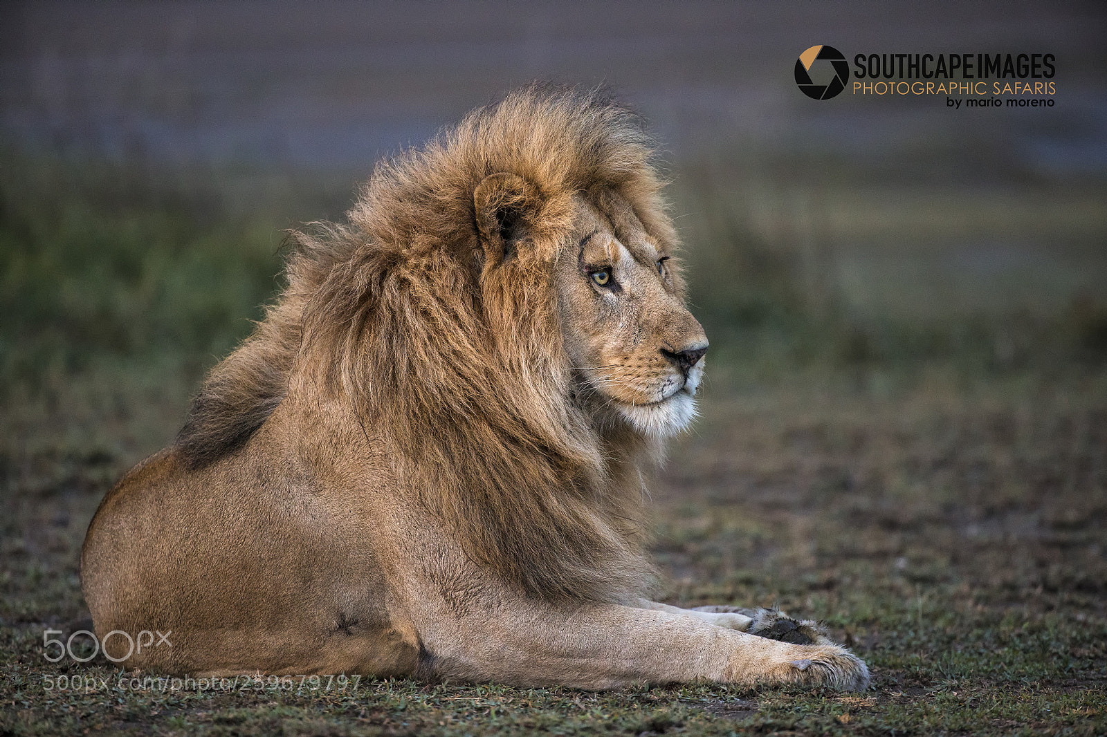Canon EOS-1D X sample photo. A regal ndutu portrait photography