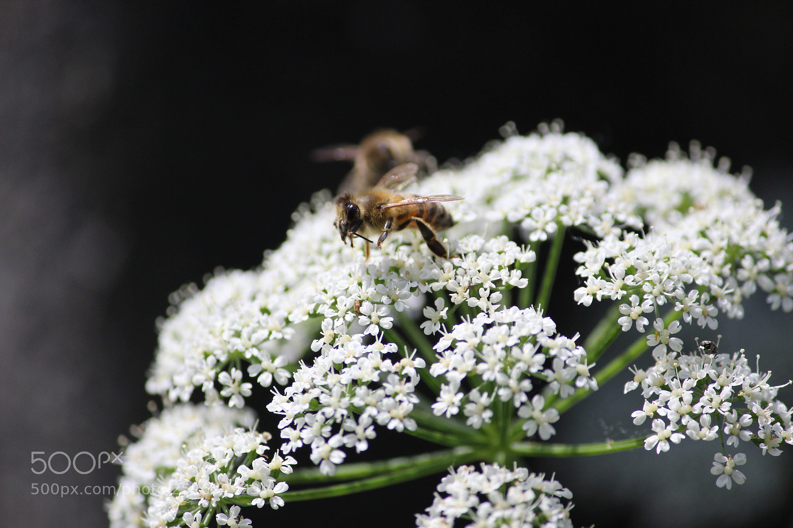 Canon EF-S 55-250mm F4-5.6 IS II sample photo. Bee at focus photography
