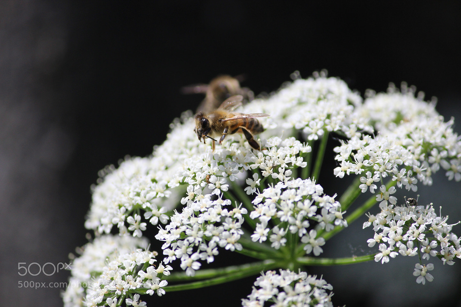 Canon EOS 600D (Rebel EOS T3i / EOS Kiss X5) sample photo. Bee at focus photography