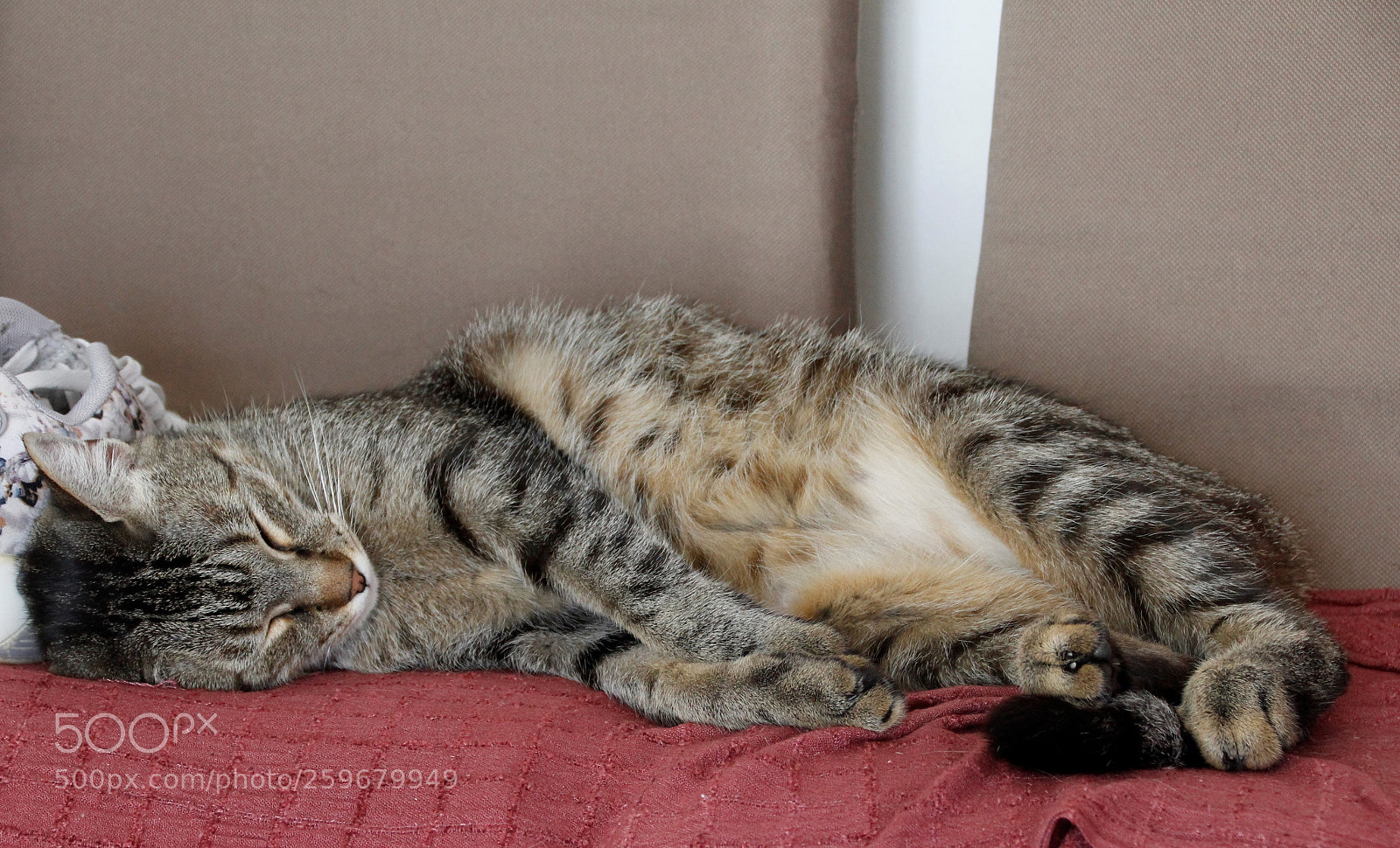 Canon EOS 1300D (EOS Rebel T6 / EOS Kiss X80) sample photo. Sleeping cat photography