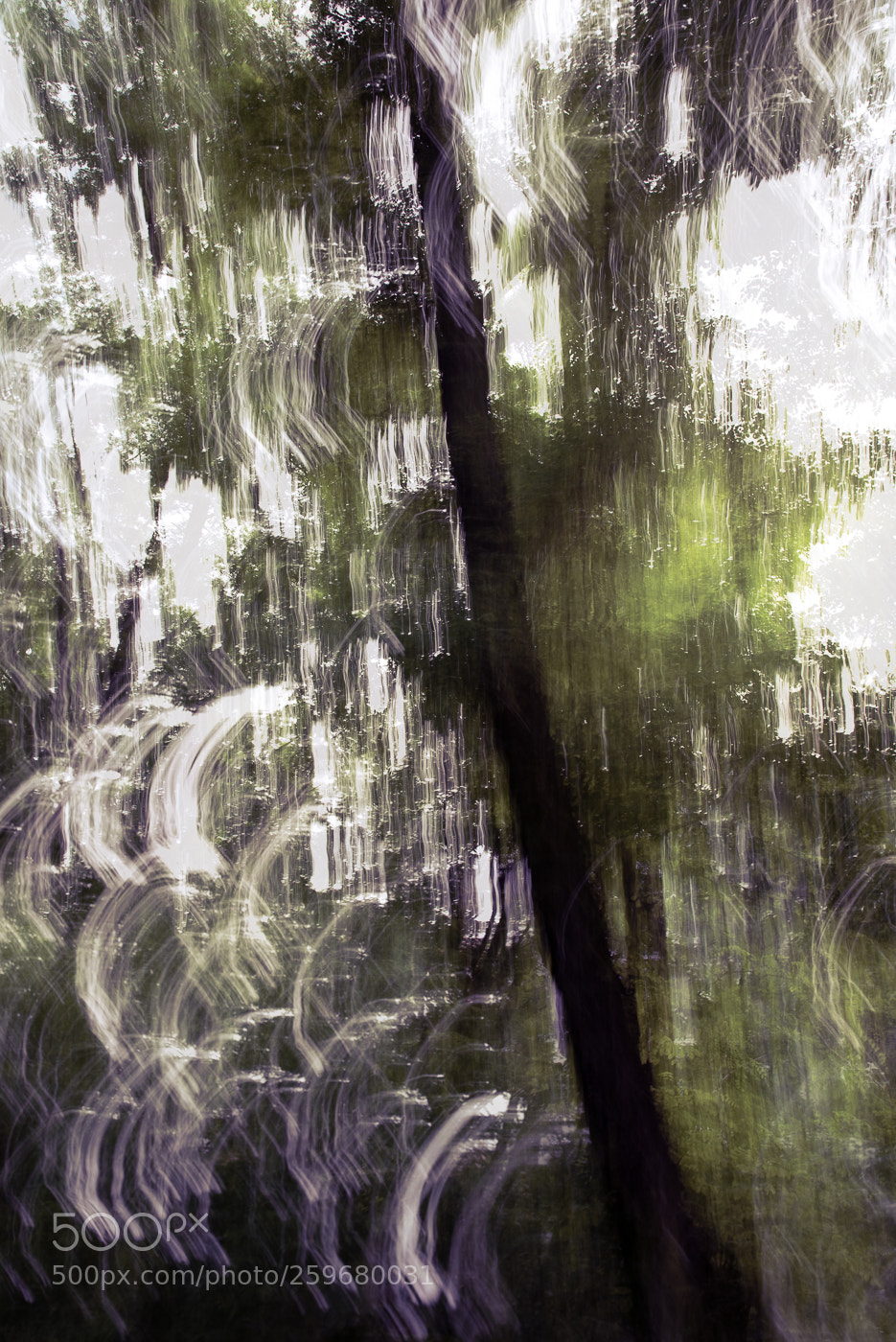 Nikon D750 sample photo. Tree photography