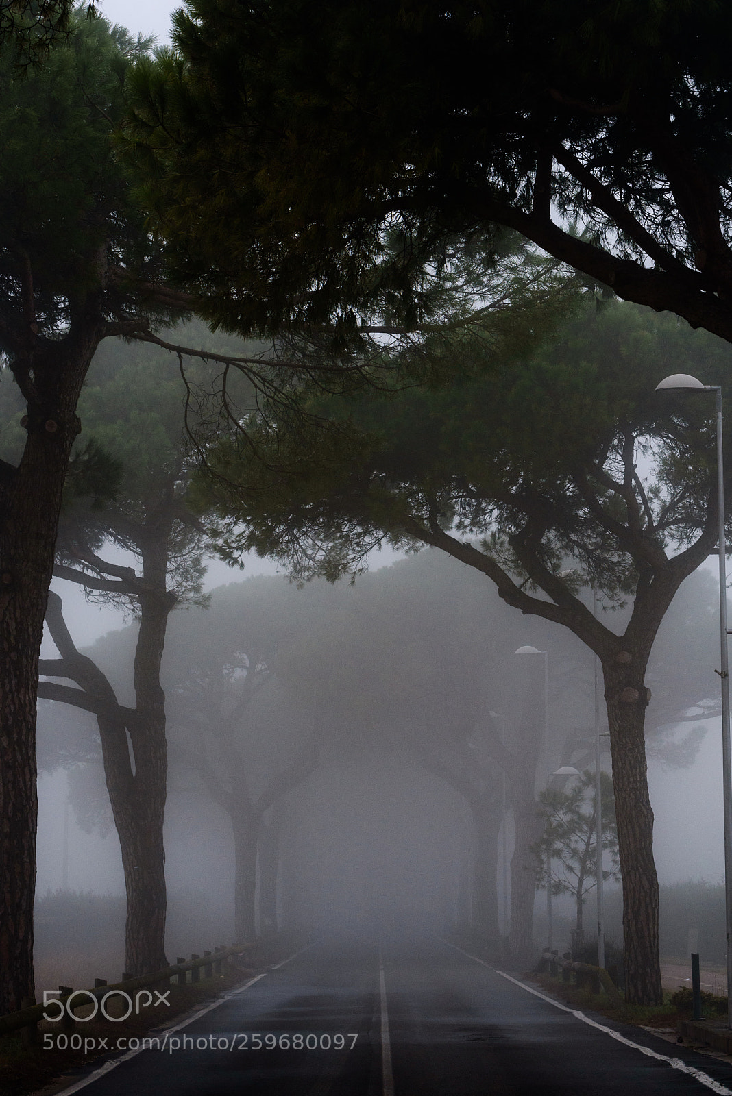 Nikon D750 sample photo. The fog photography