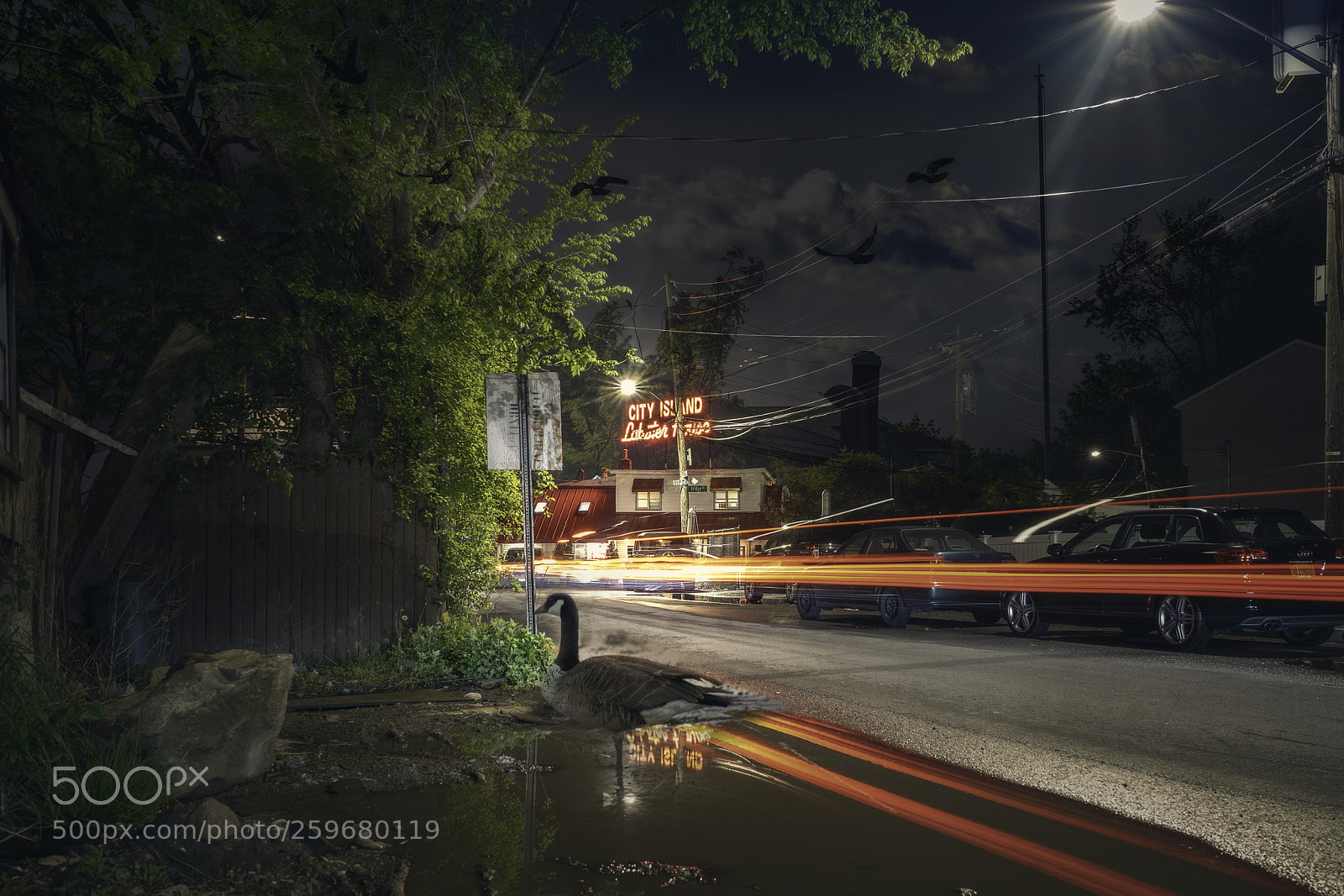 Sony a7R II sample photo. Birds night out photography