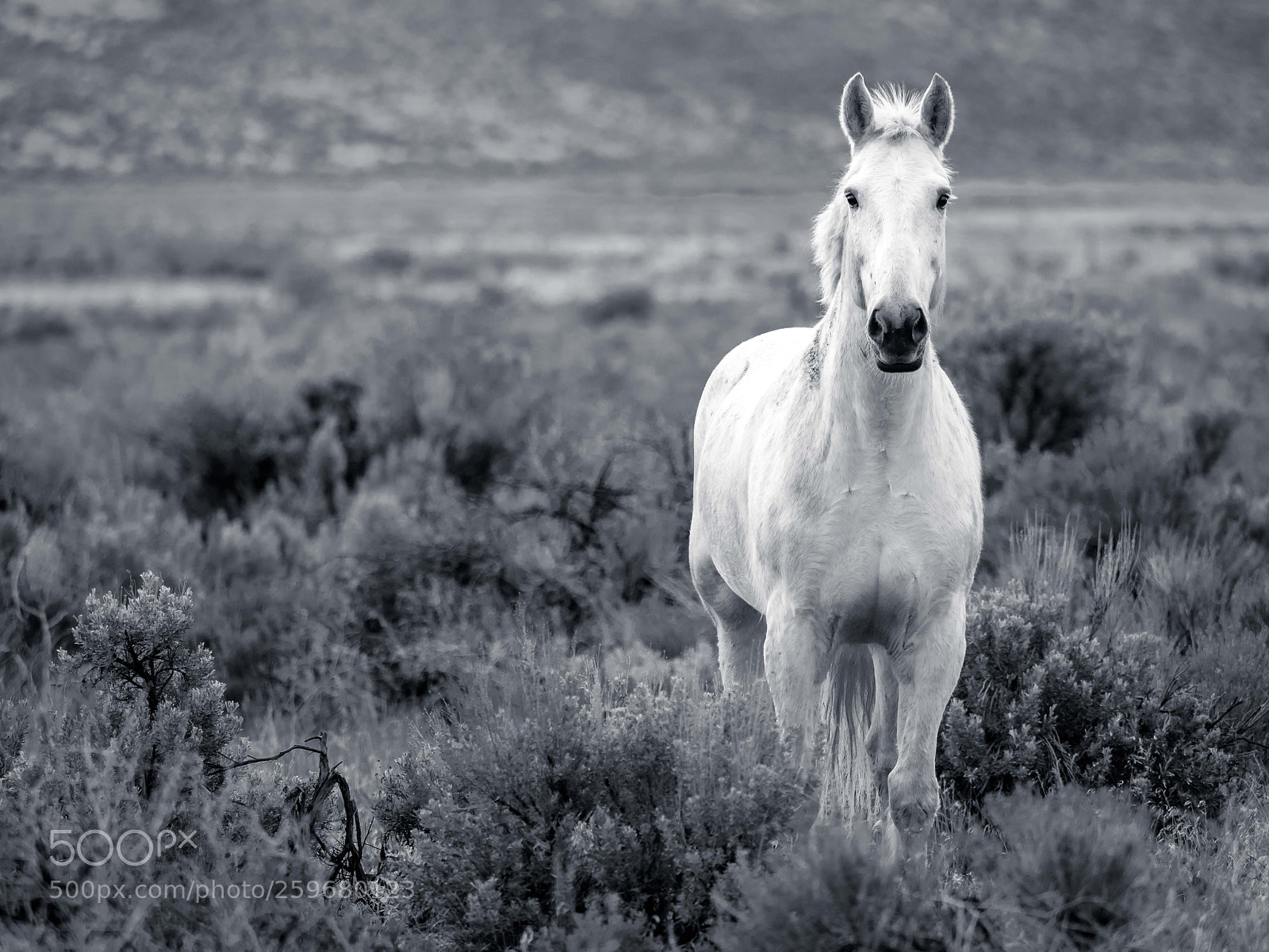 Olympus OM-D E-M5 II sample photo. Steens mountains wild mustangs photography
