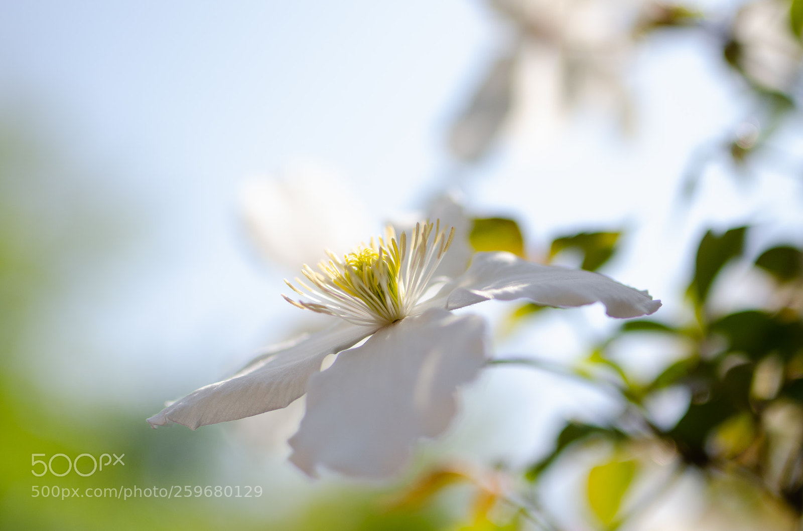 Nikon D5100 sample photo. Montana flower photography