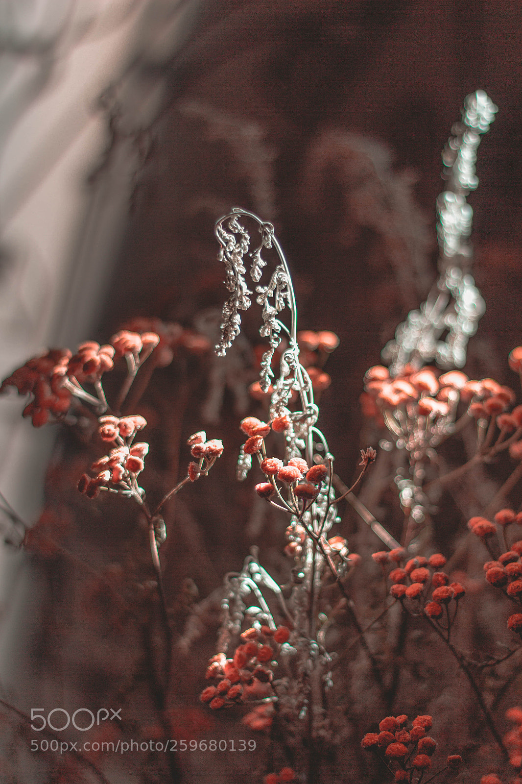 Canon EOS 60D sample photo. Untitled photography