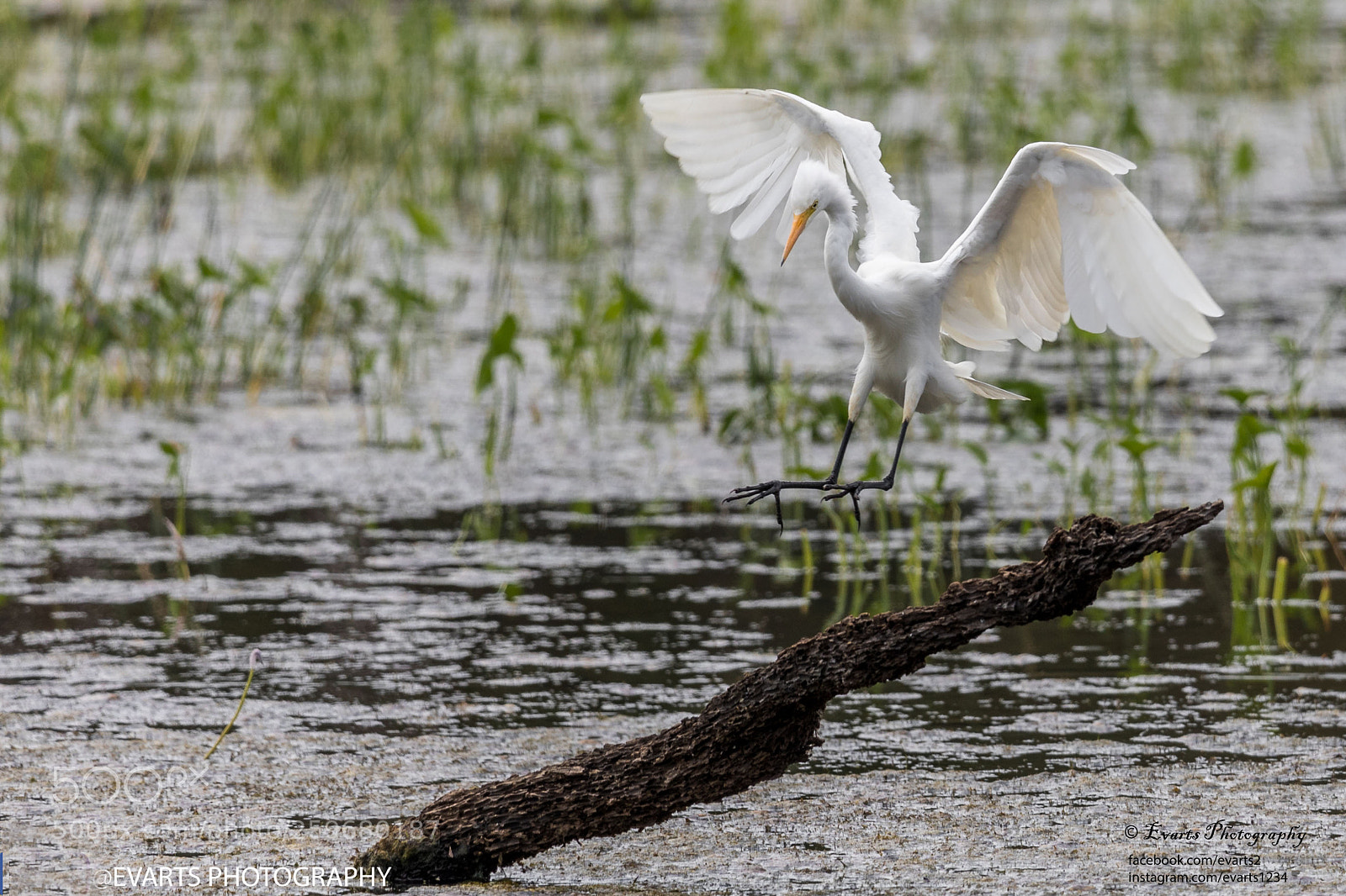 Canon EOS 5D Mark IV sample photo. The intermediate egret photography