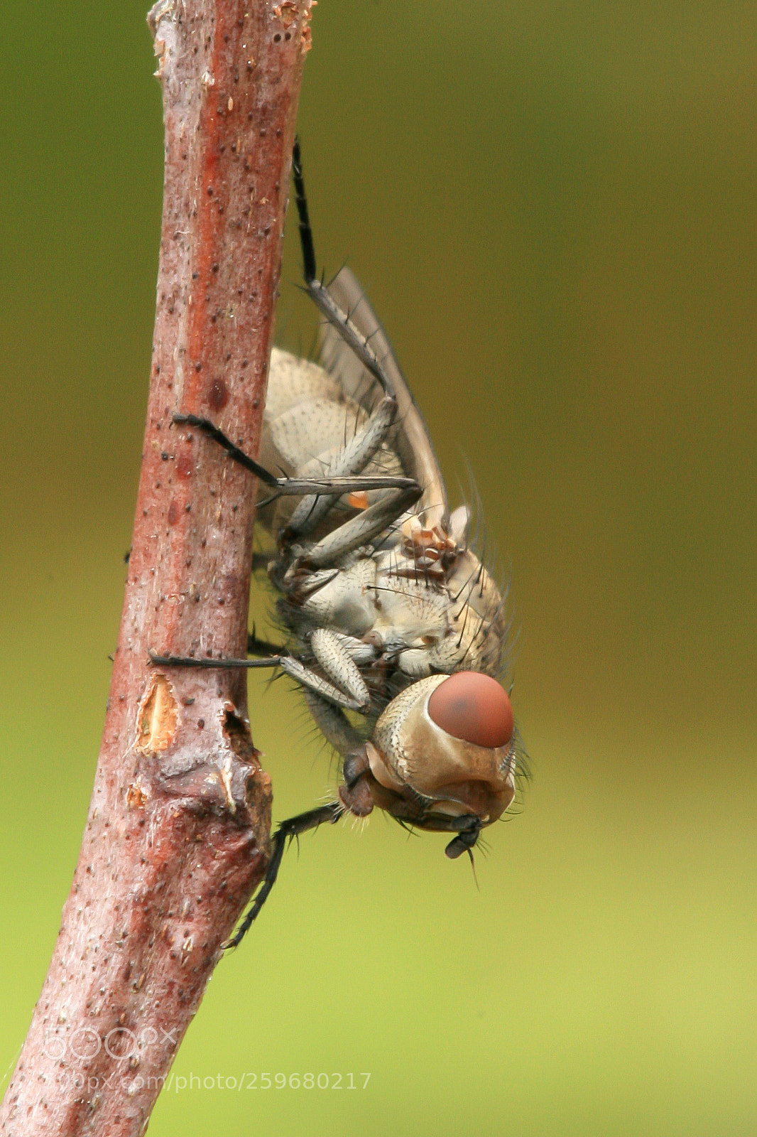 Canon EOS 30D sample photo. Fly photography