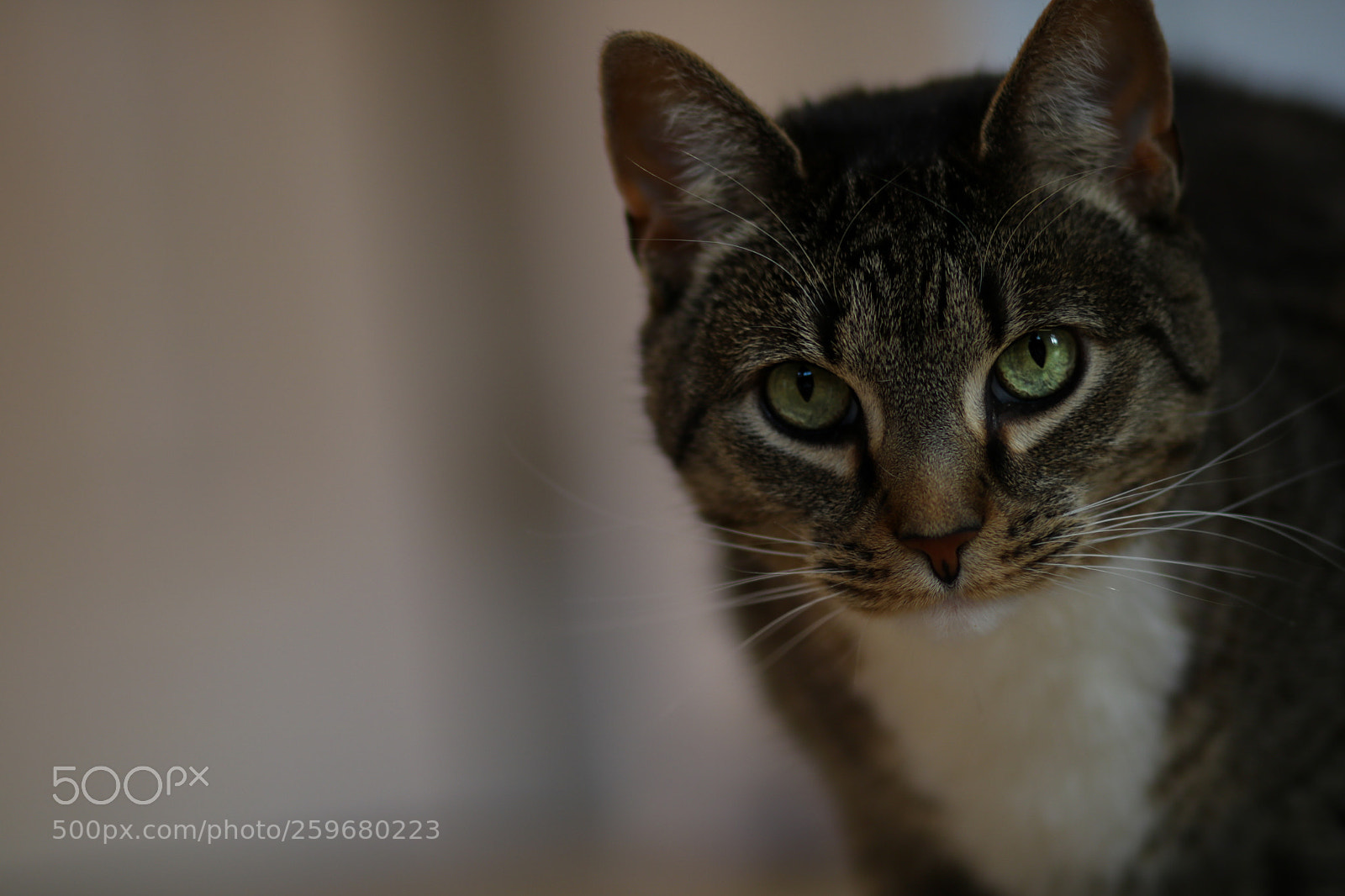 Canon EOS 750D (EOS Rebel T6i / EOS Kiss X8i) sample photo. Cat photography