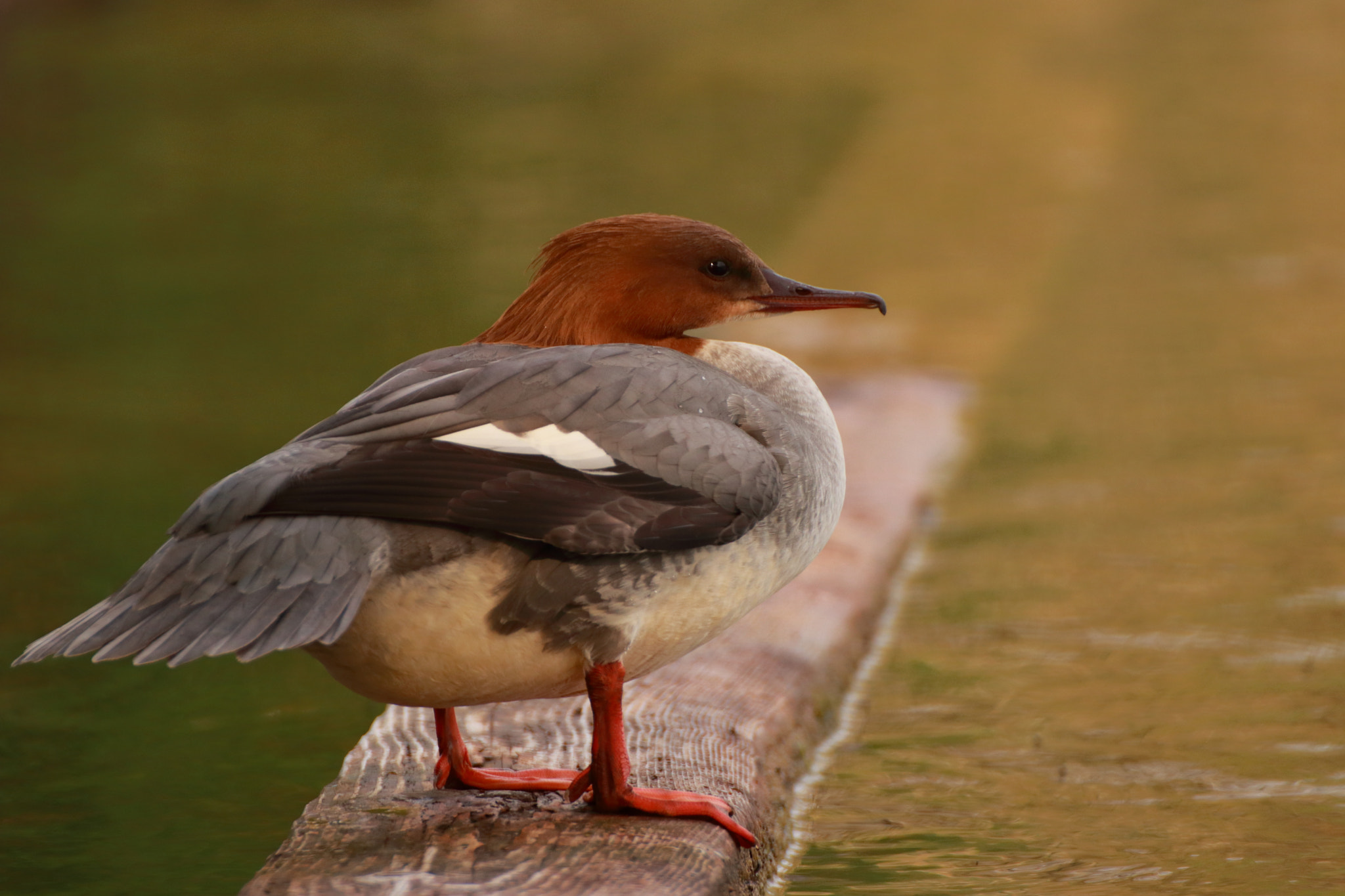 Canon EOS 80D sample photo. Merganser photography