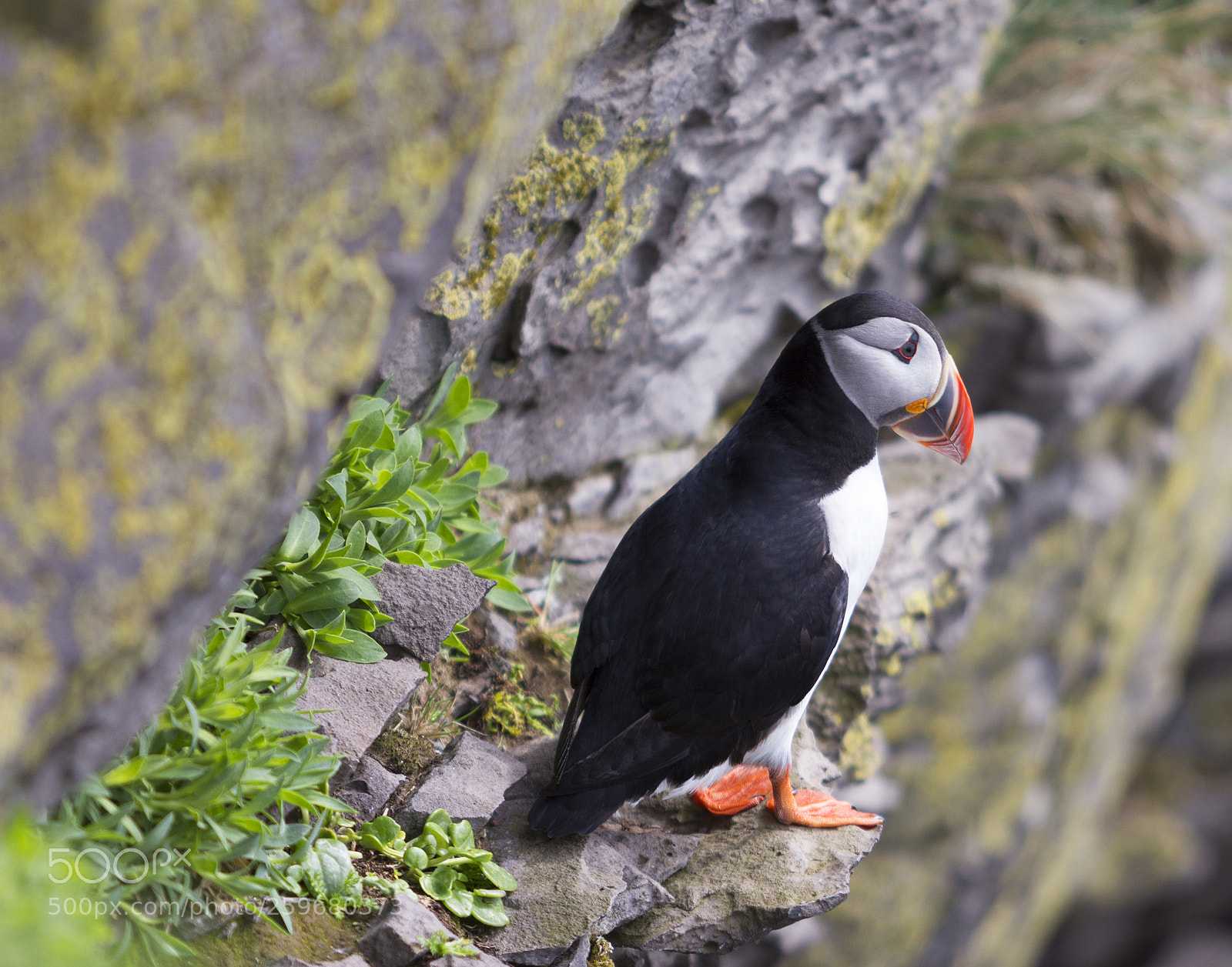 Canon EOS 550D (EOS Rebel T2i / EOS Kiss X4) sample photo. Puffin photography