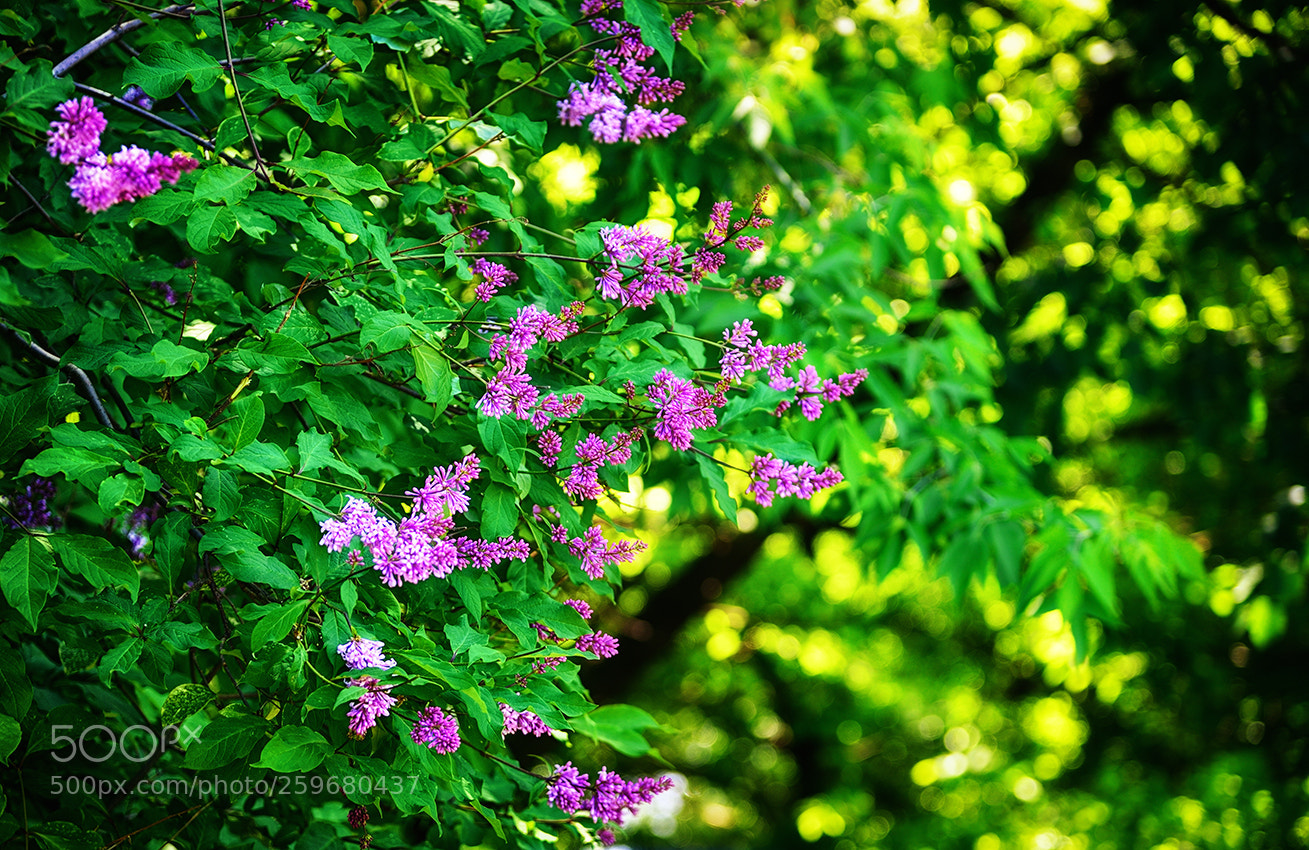 Nikon Df sample photo. Сирень photography