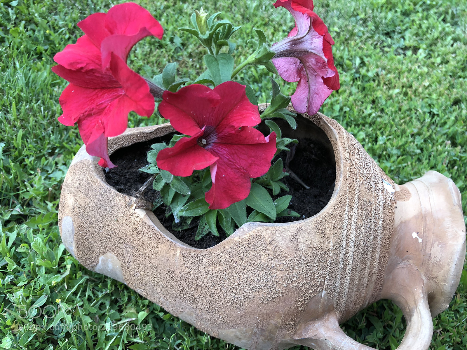Apple iPhone 8 sample photo. Petunia in pot. photography