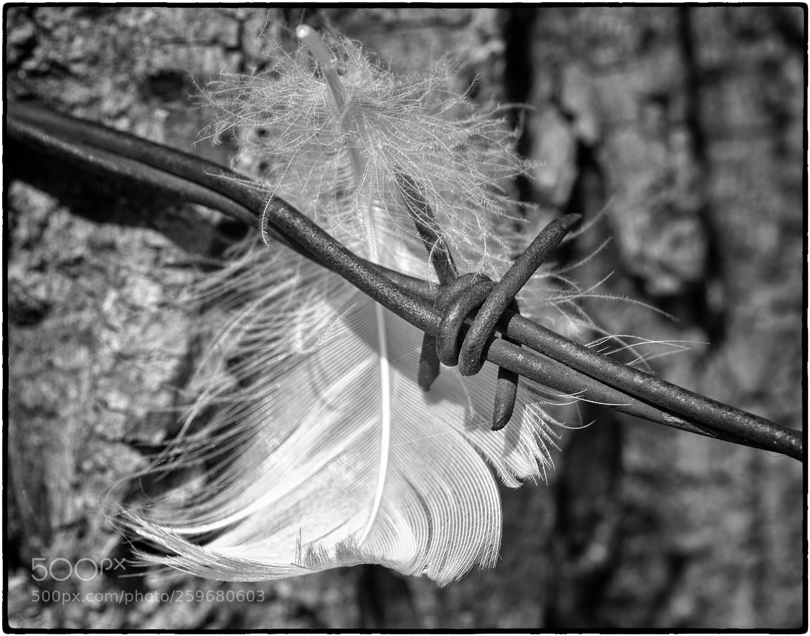 Canon EOS 5D Mark II sample photo. Feather and barb photography