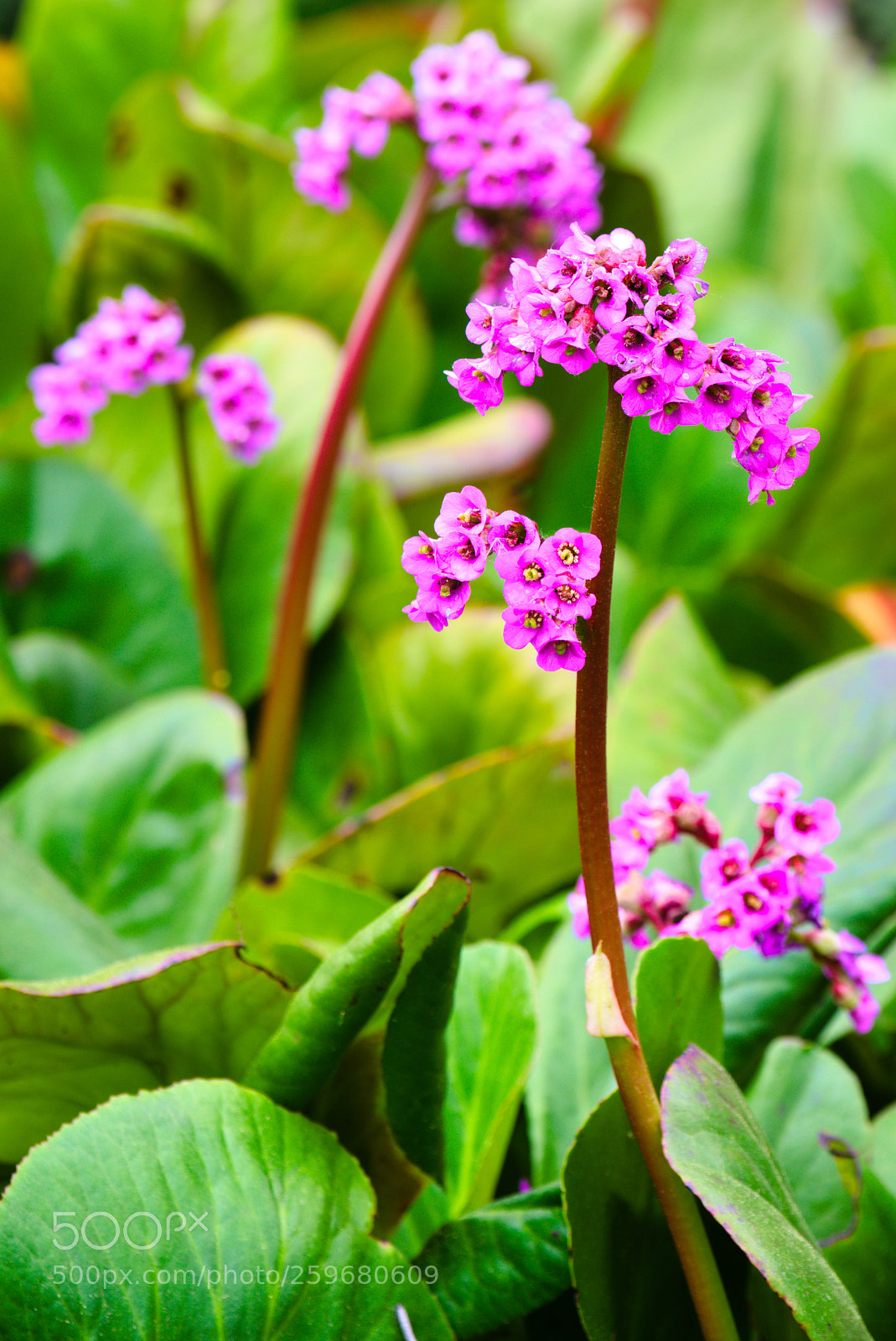 Fujifilm X-T20 sample photo. Botanical garden photography