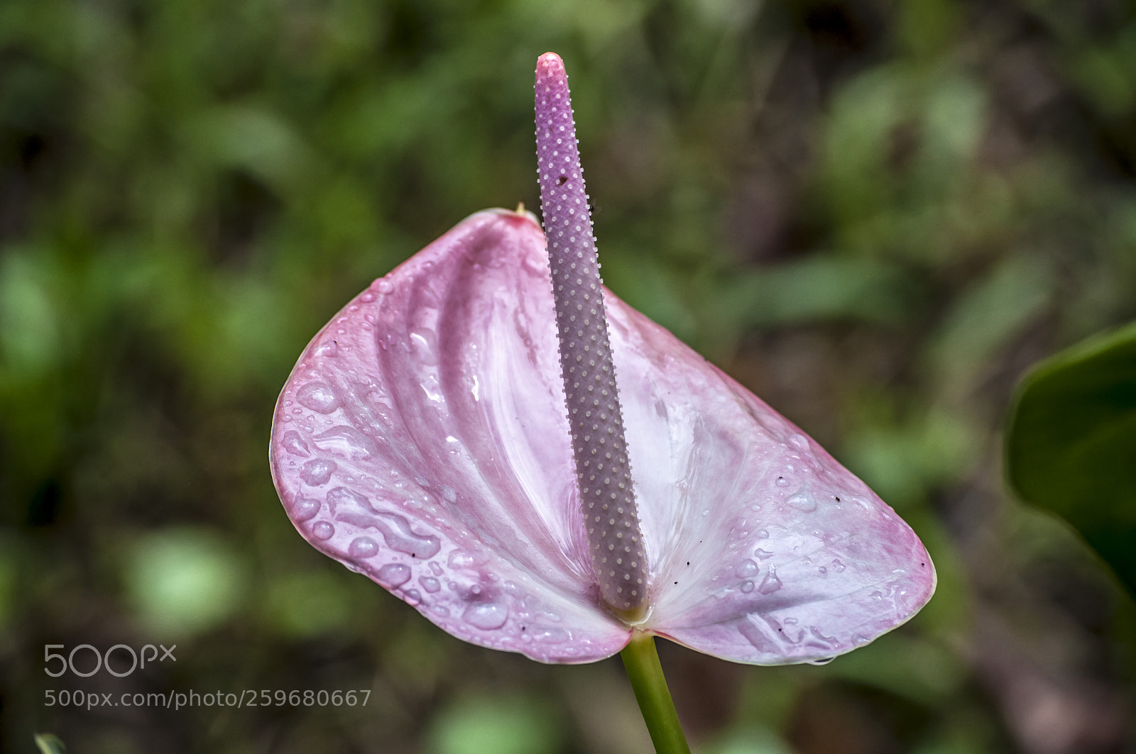 Nikon D90 sample photo. Flamingo flower photography