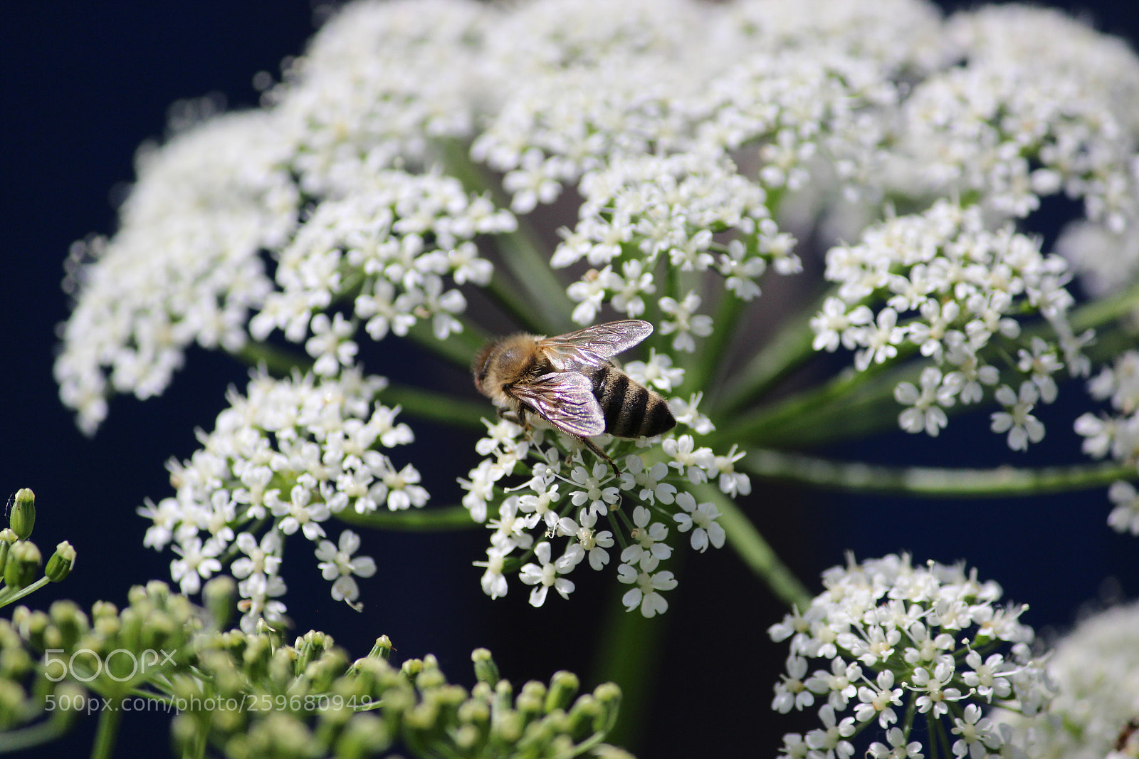 Canon EF-S 55-250mm F4-5.6 IS II sample photo. Bee from above photography