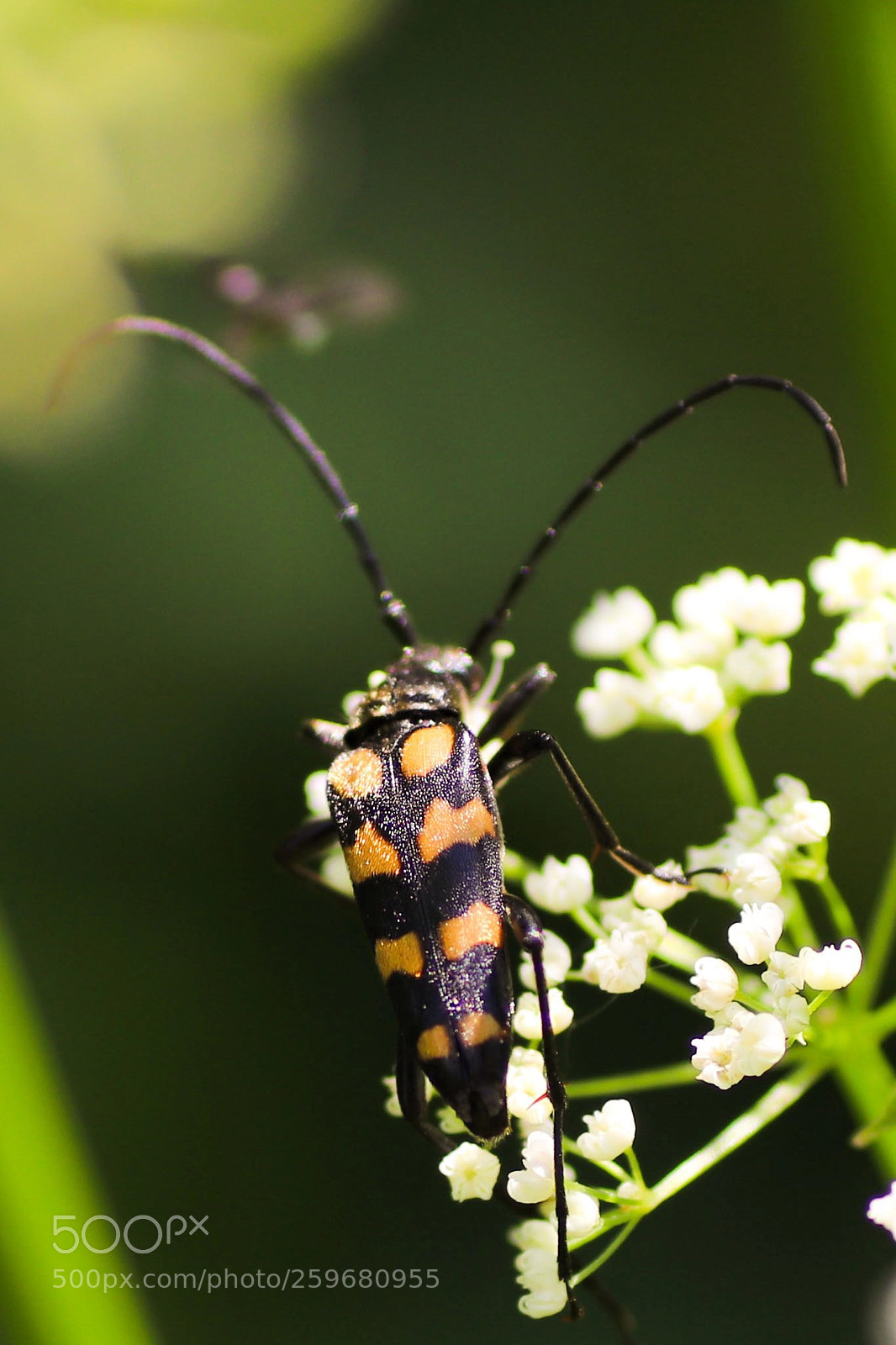 Canon EOS 77D (EOS 9000D / EOS 770D) sample photo. Insect photography