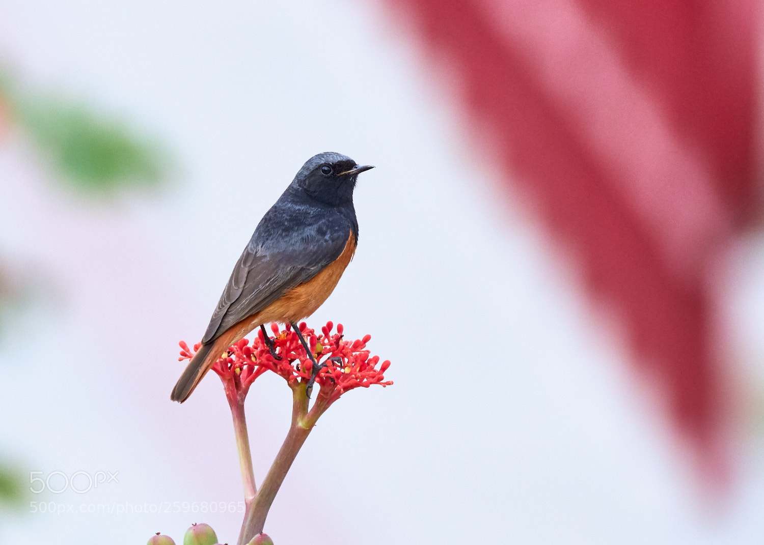 Canon EOS 7D Mark II sample photo. Black redstart photography