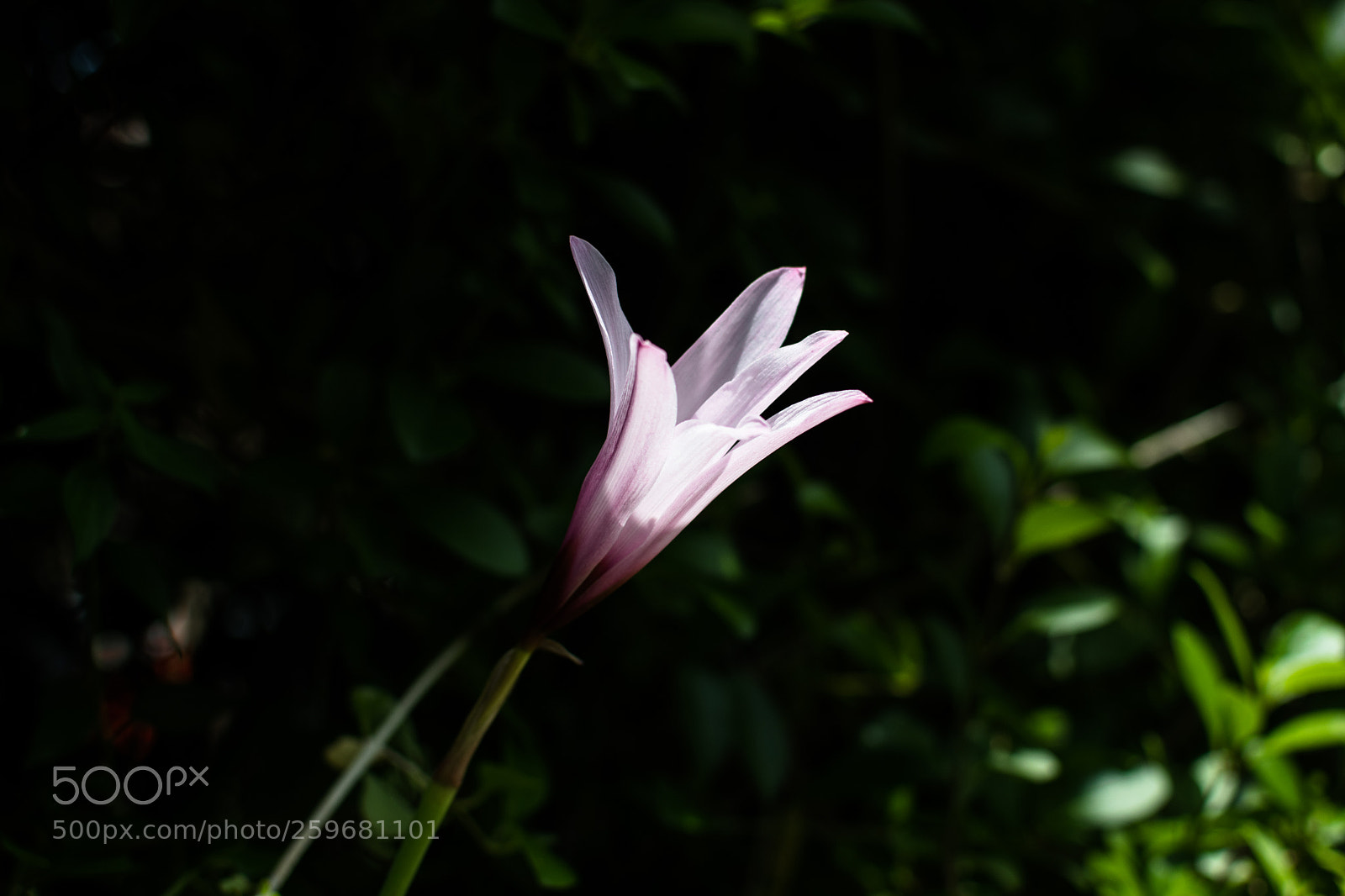 Nikon D500 sample photo. Purple lily photography