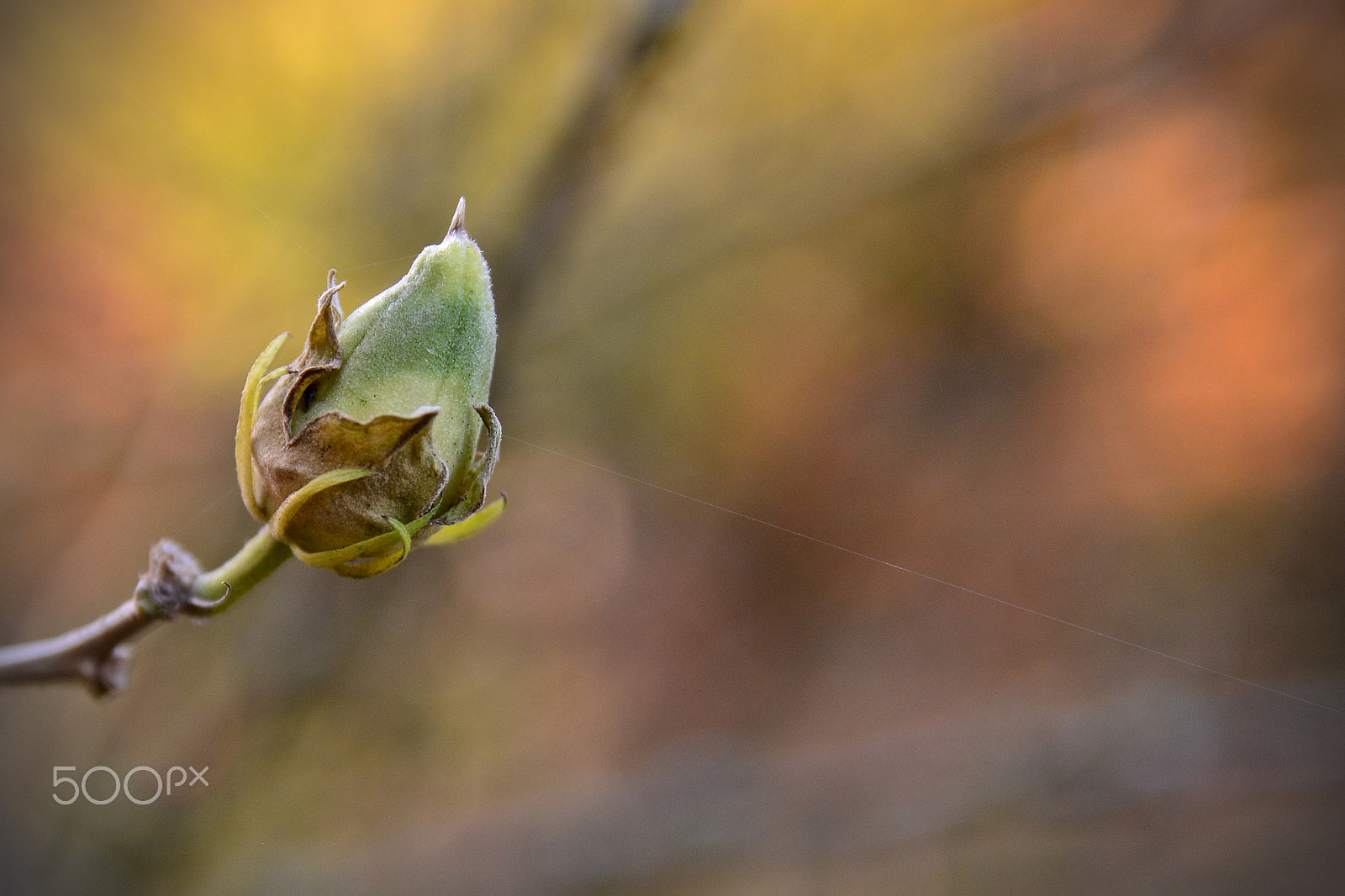 Sigma 17-50mm F2.8 EX DC OS HSM sample photo. Alone photography