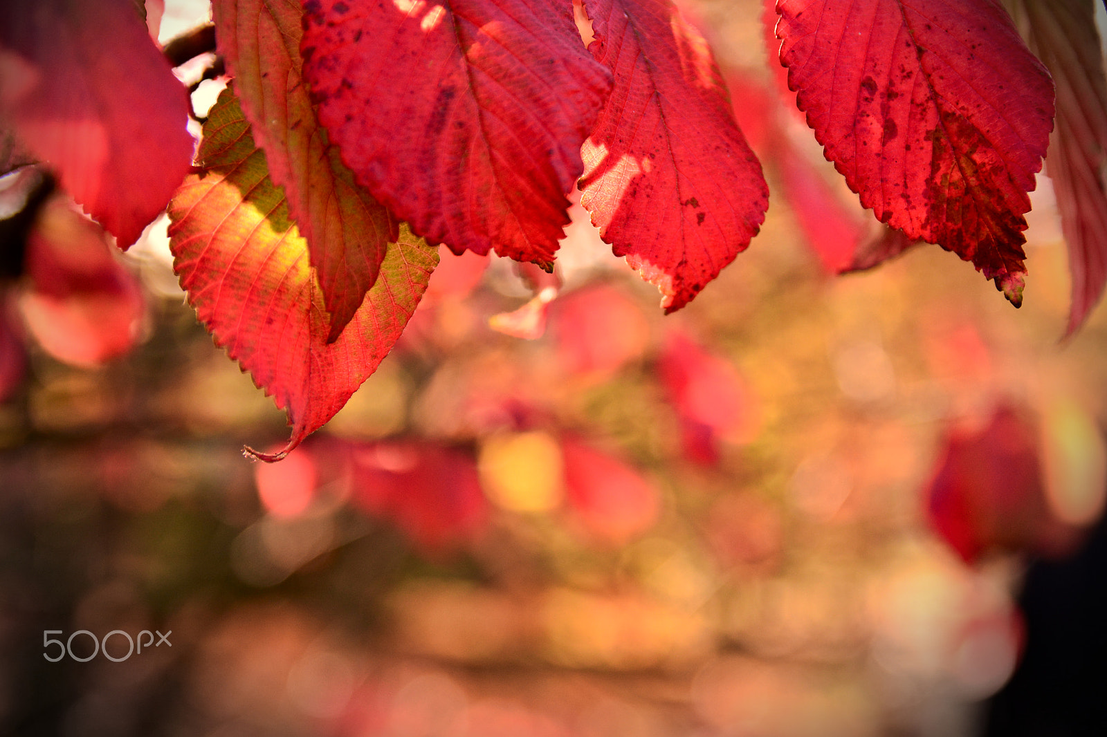 Sigma 17-50mm F2.8 EX DC OS HSM sample photo. Ready to fall photography