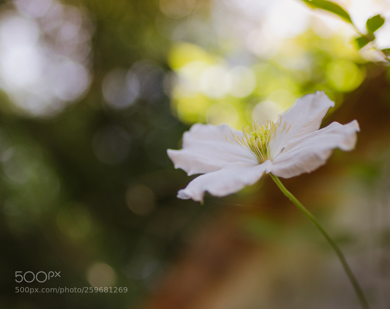 Nikon D5100 sample photo. Montana flower photography