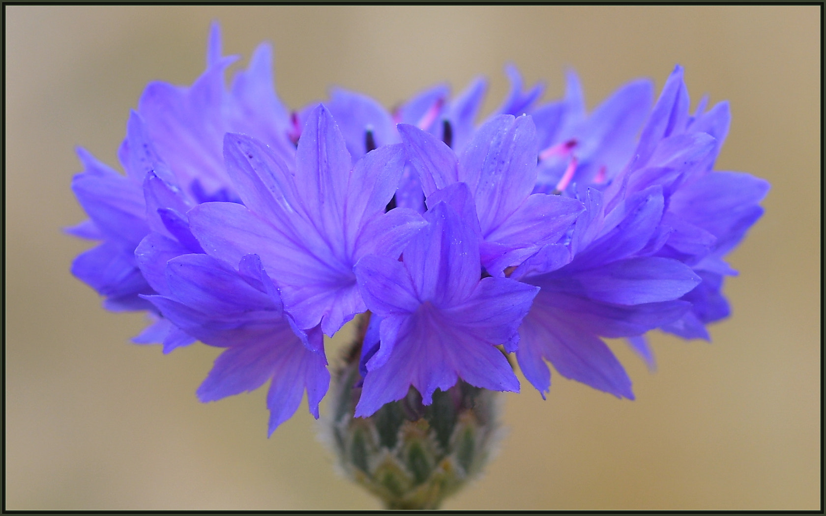 Sigma 105mm F2.8 EX DG OS HSM sample photo. Centaurea portrait photography