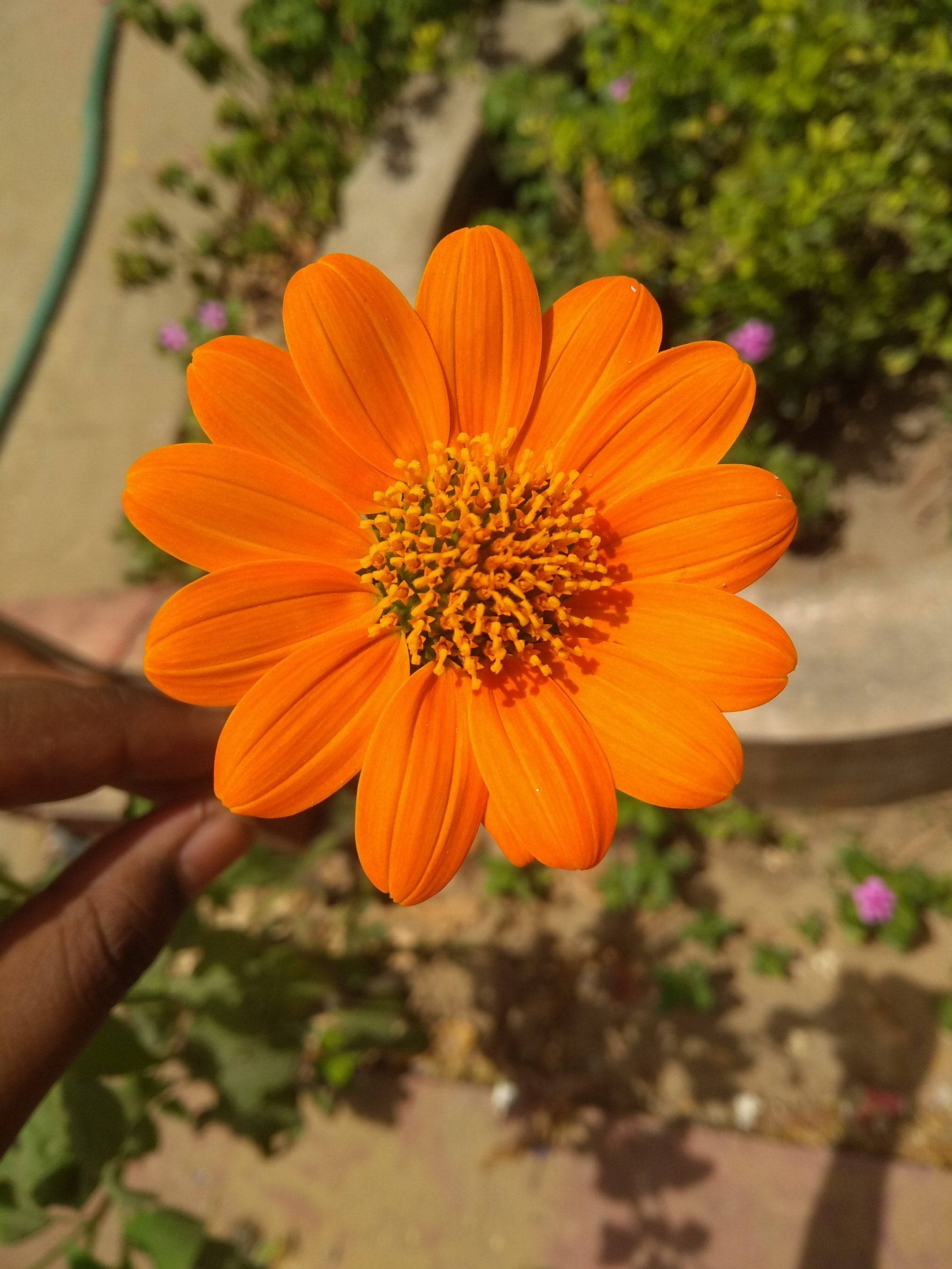 Motorola Moto G (5S) Plus sample photo. Flower photography