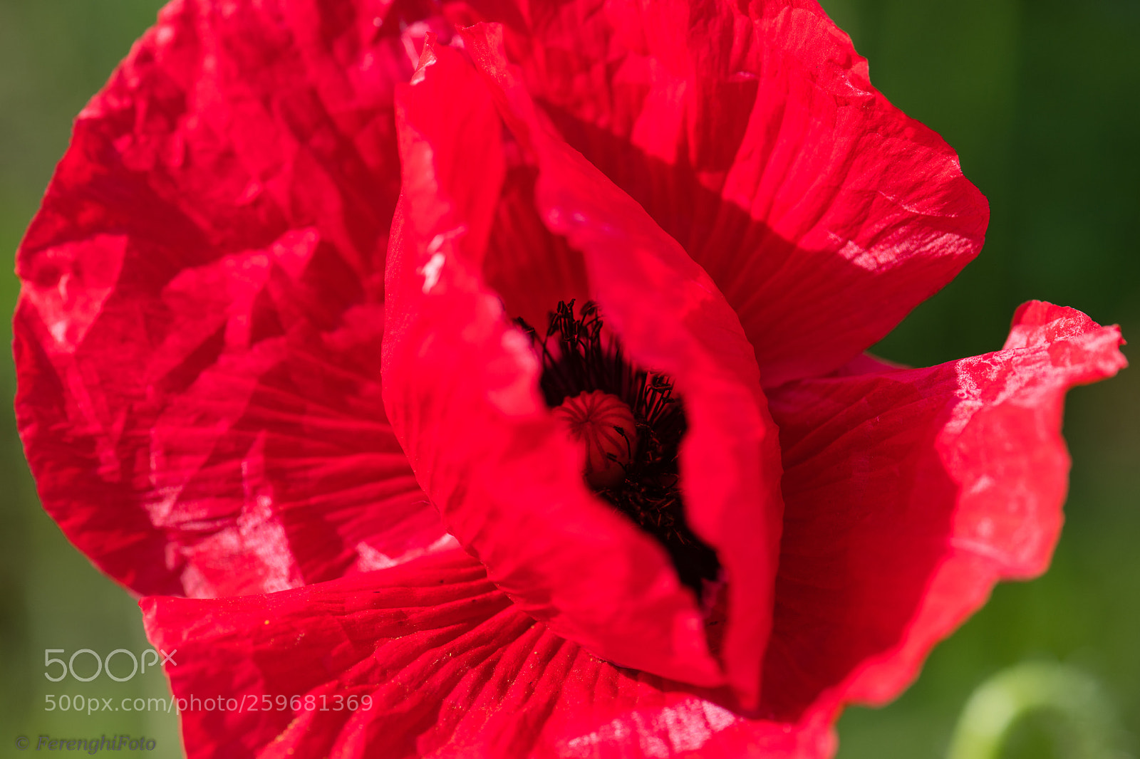 Nikon D850 sample photo. Mohn photography