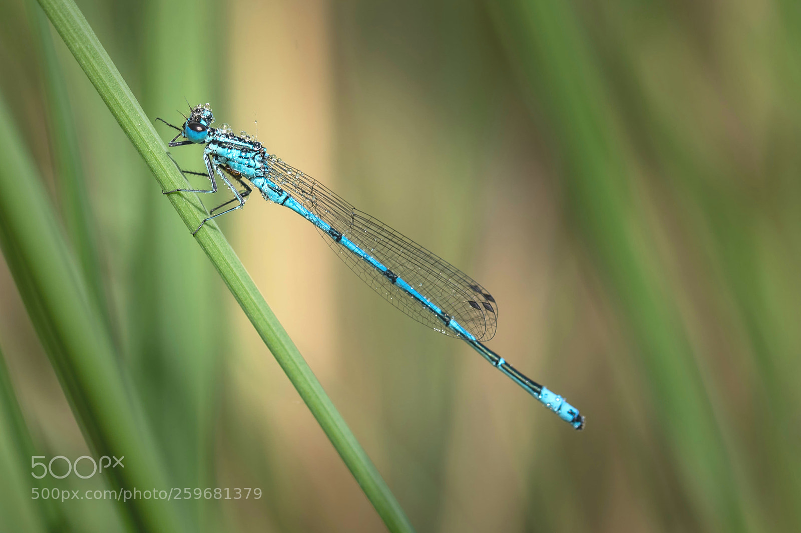 Canon EOS 5D Mark IV sample photo. Blaue federlibelle photography