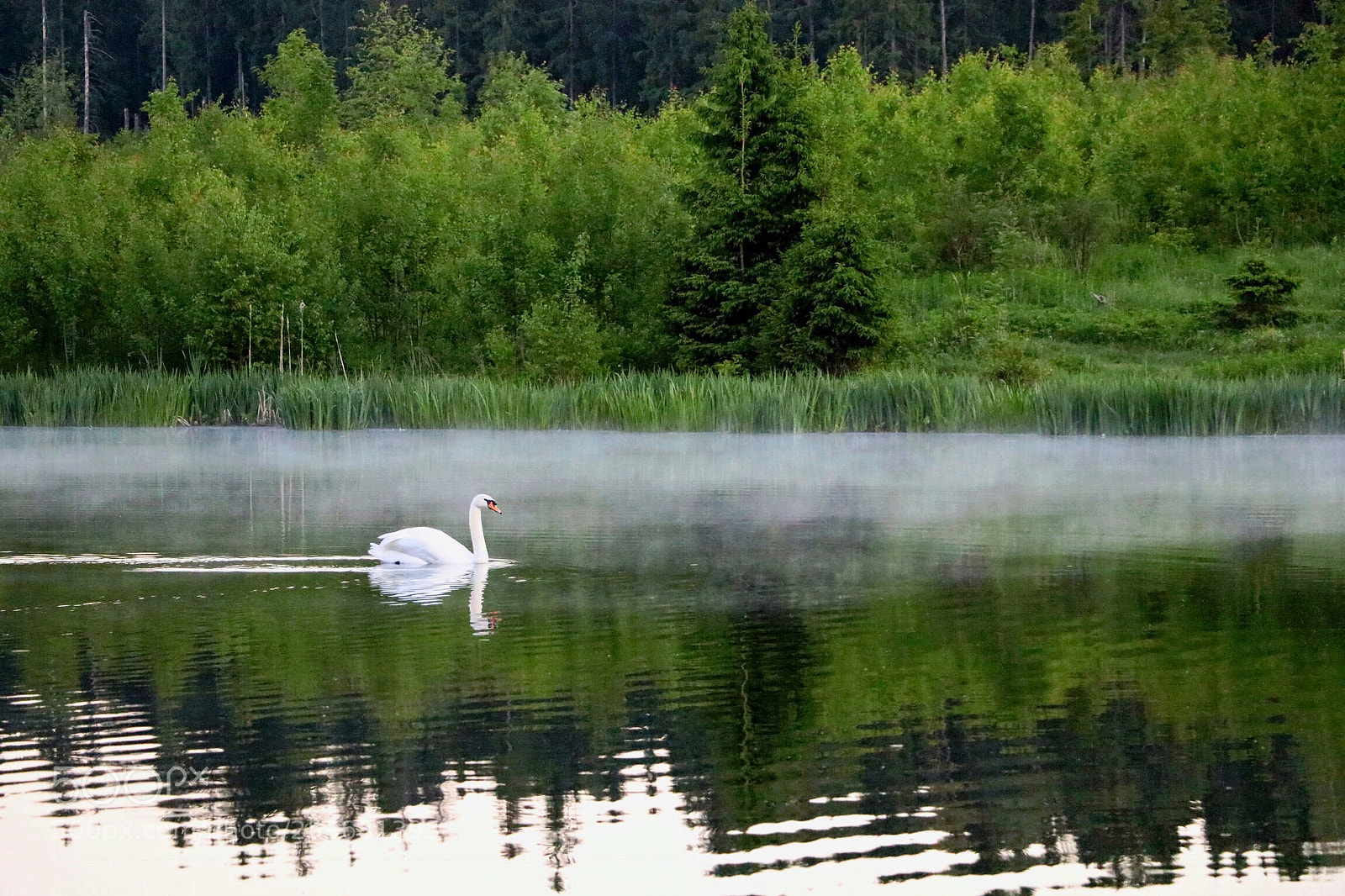 Canon EOS 80D sample photo. Swanlake photography