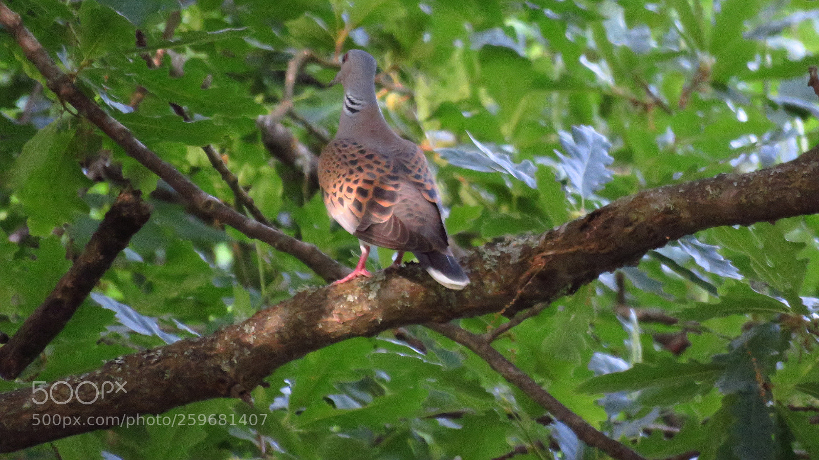 Canon PowerShot SX60 HS sample photo. European turtle-dove (streptopelia turtur) photography