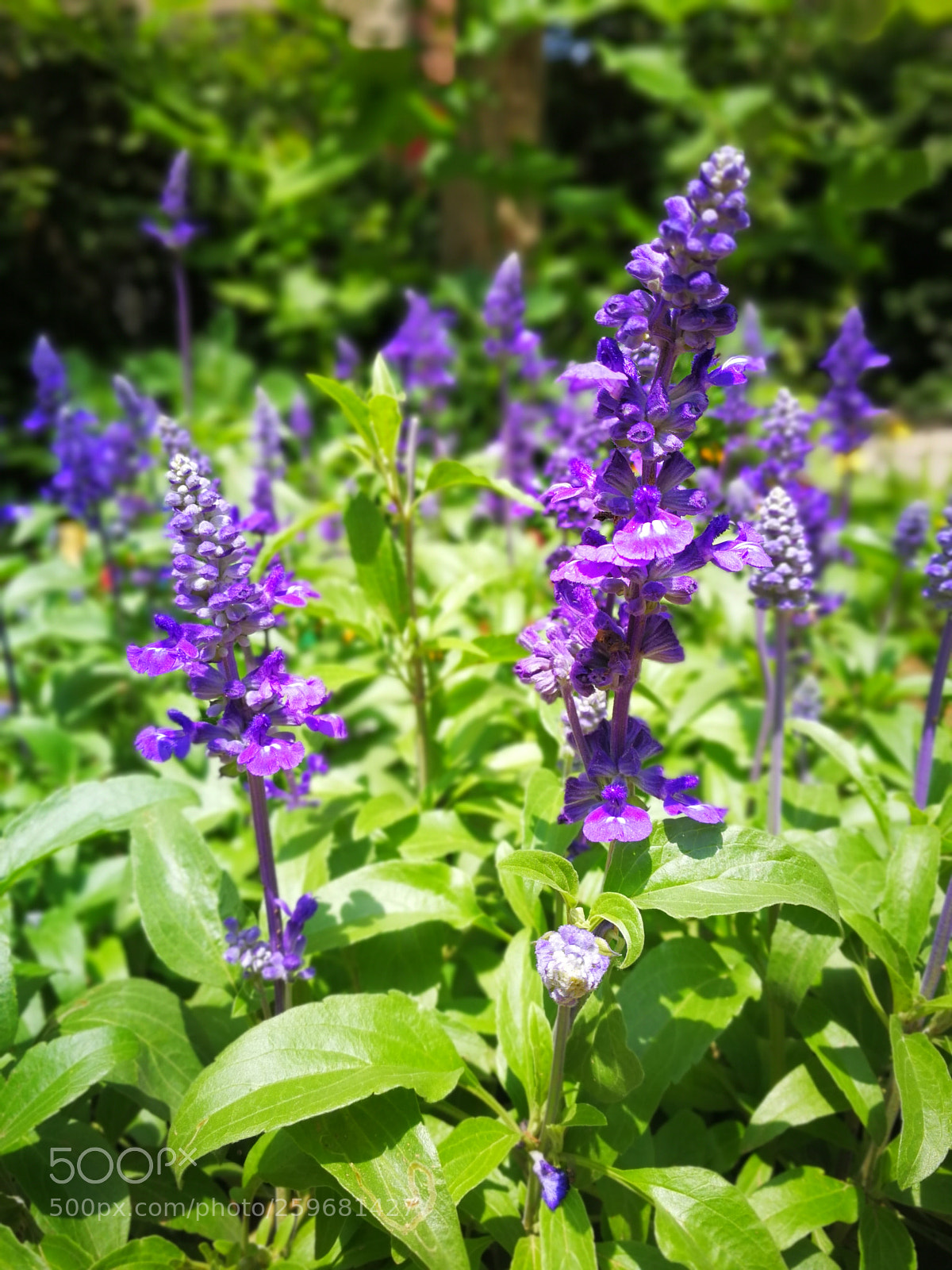 HUAWEI Mate 9 sample photo. Purple flower photography