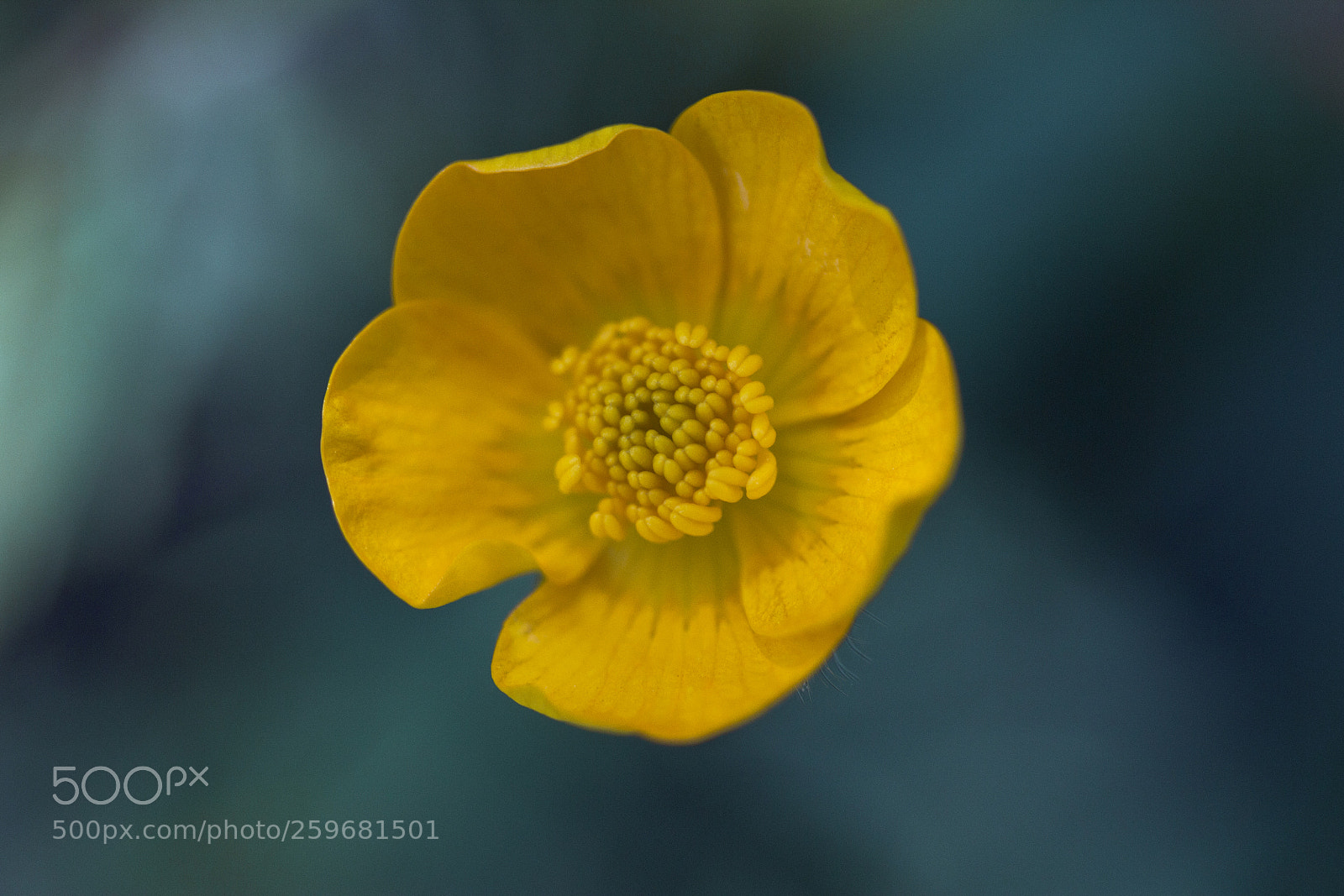 Canon EOS 60D sample photo. Scharfer hahnenfuß (ranunculus acris) photography