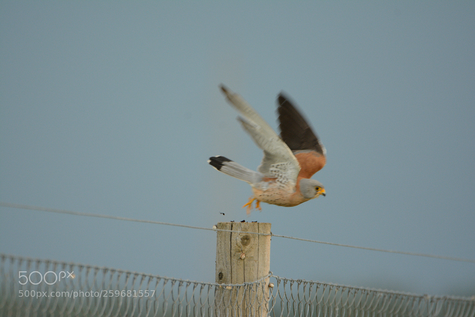 Nikon D7100 sample photo. Falco naumanni photography